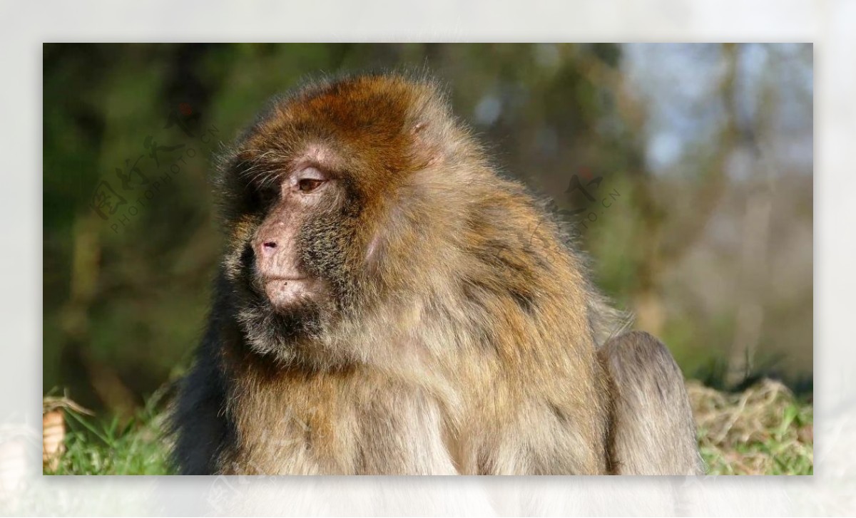 哺乳动物猴子视频设计