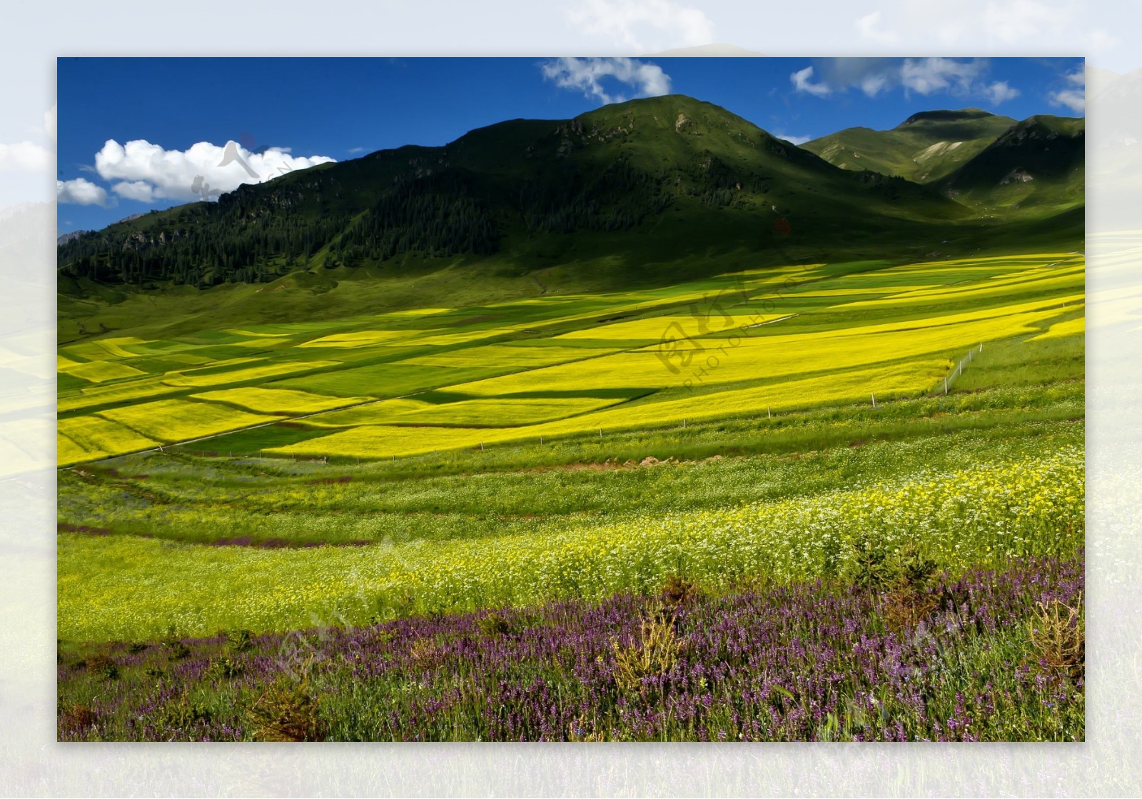 青海祁连县油菜花风景