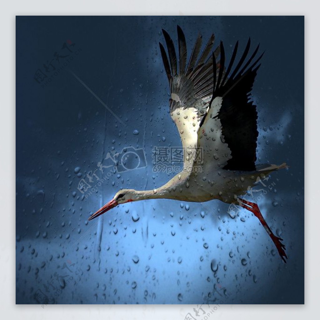 雨天飞翔的白鹤