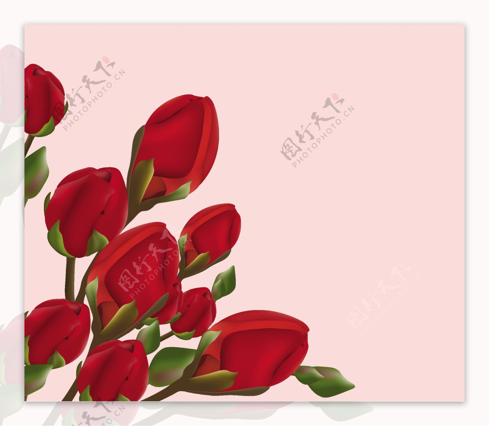 红色鲜花插图粉红色的背景