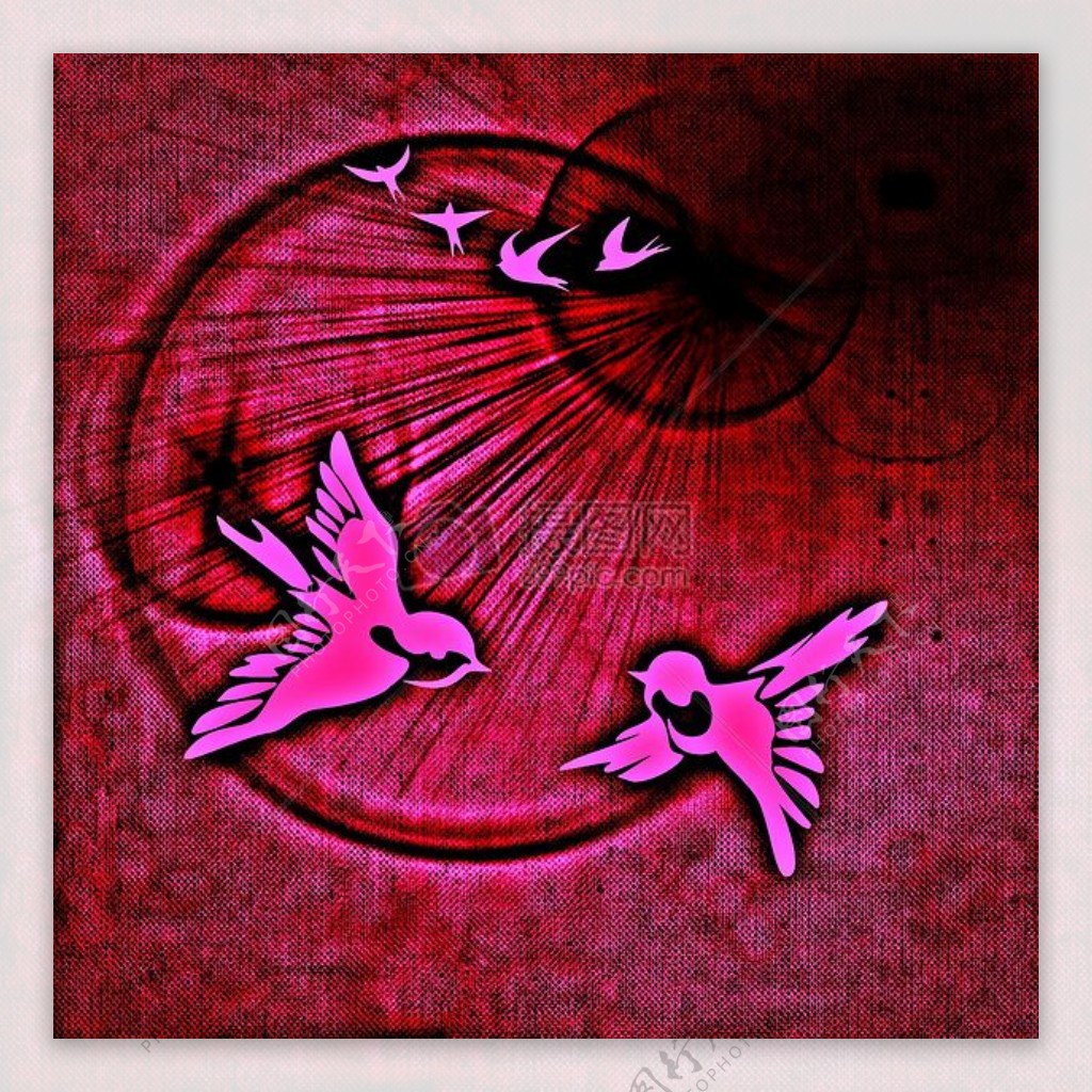 和平鸽鸟类和平对阳光背景红色抽象