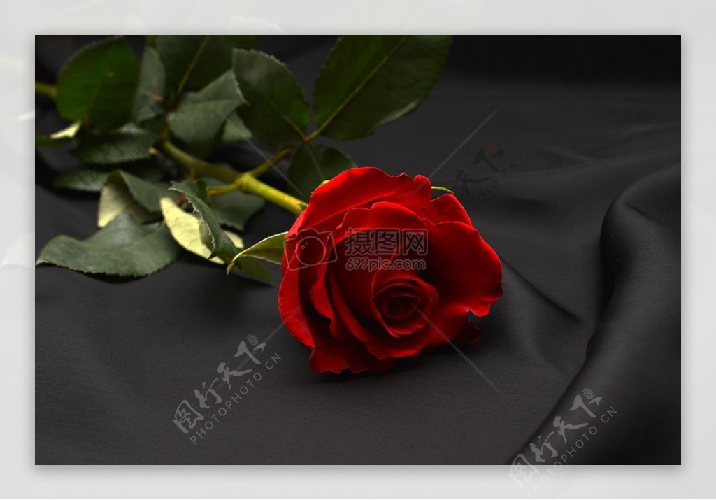 黑布上的玫瑰花