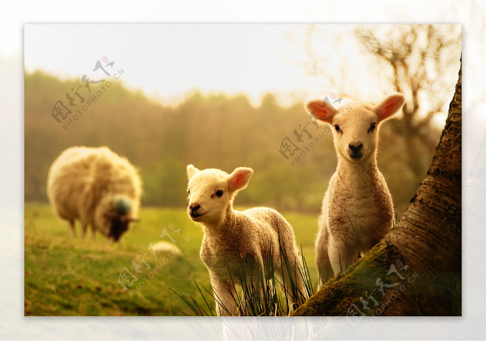 可爱的小绵羊图片