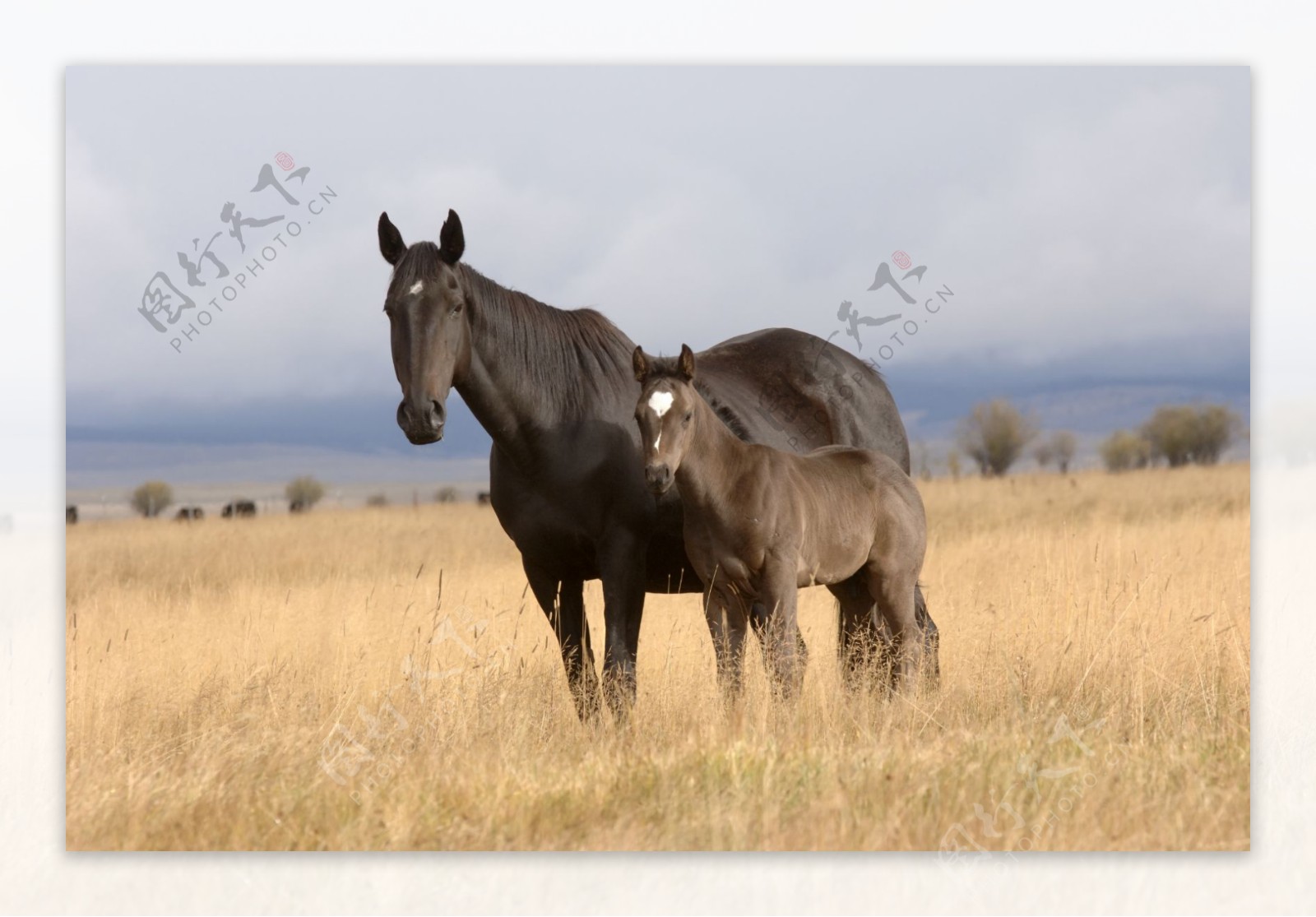 草原上的马匹母子图片