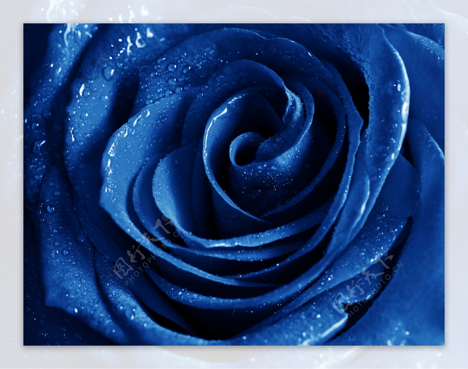 蓝色玫瑰花上的水珠图片