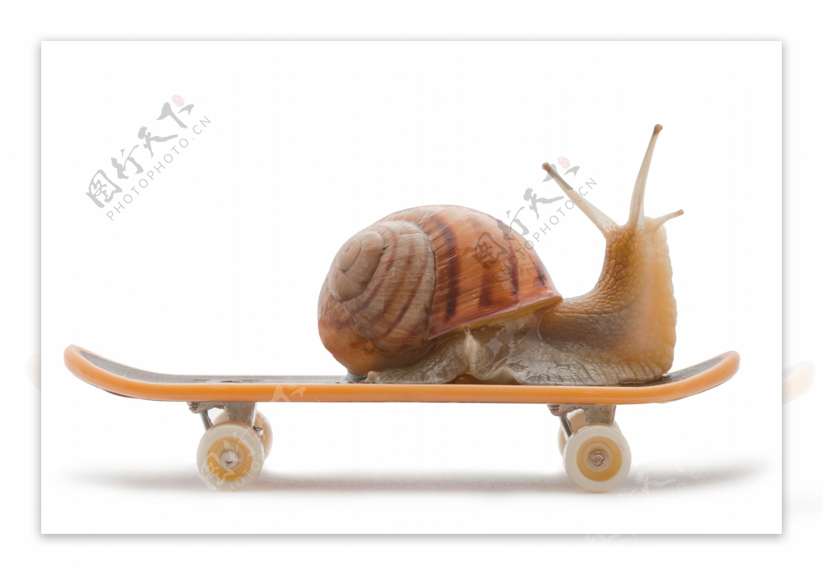 滑板上的蜗牛图片