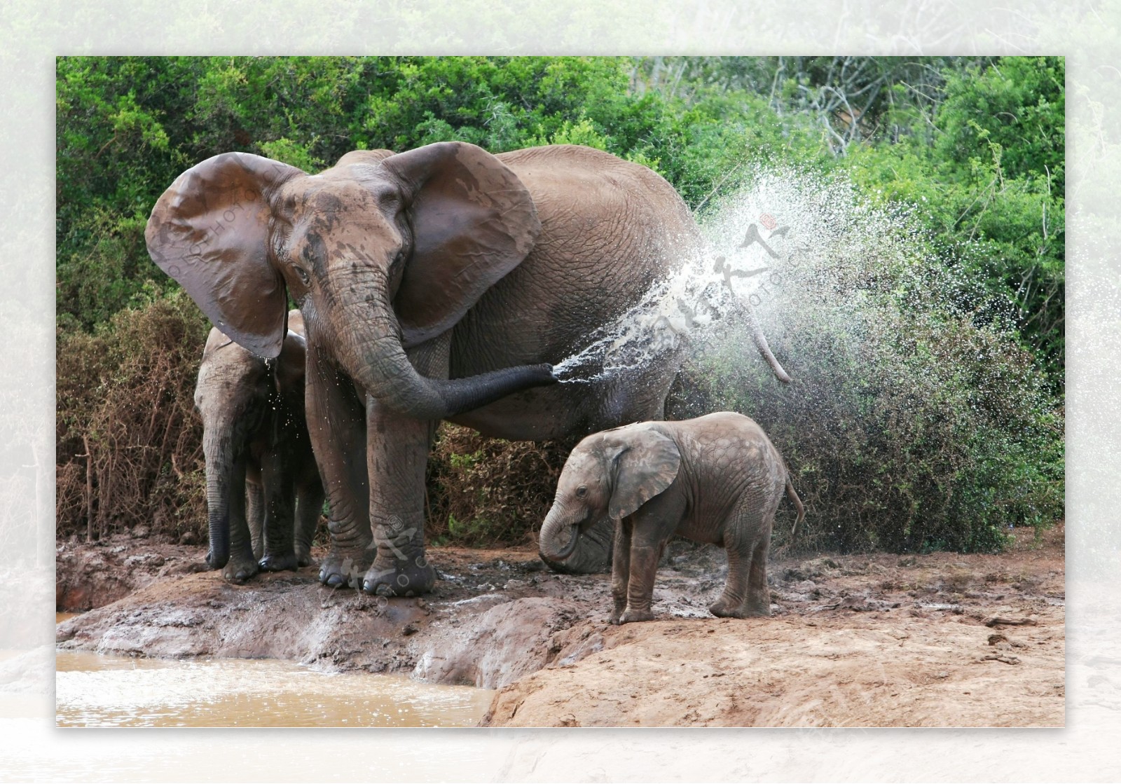 正在玩水的大象图片