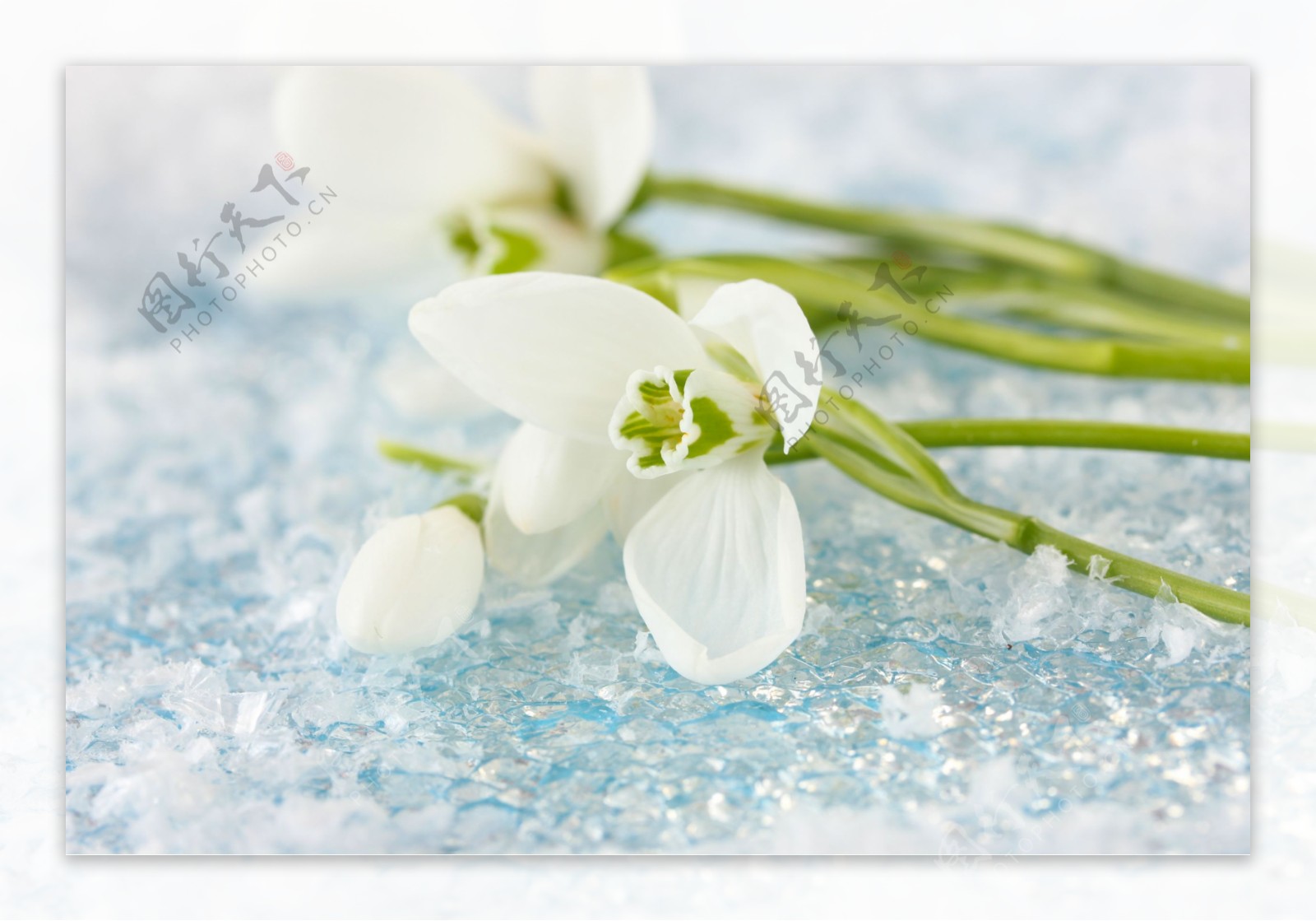 雪地上的白色小花图片