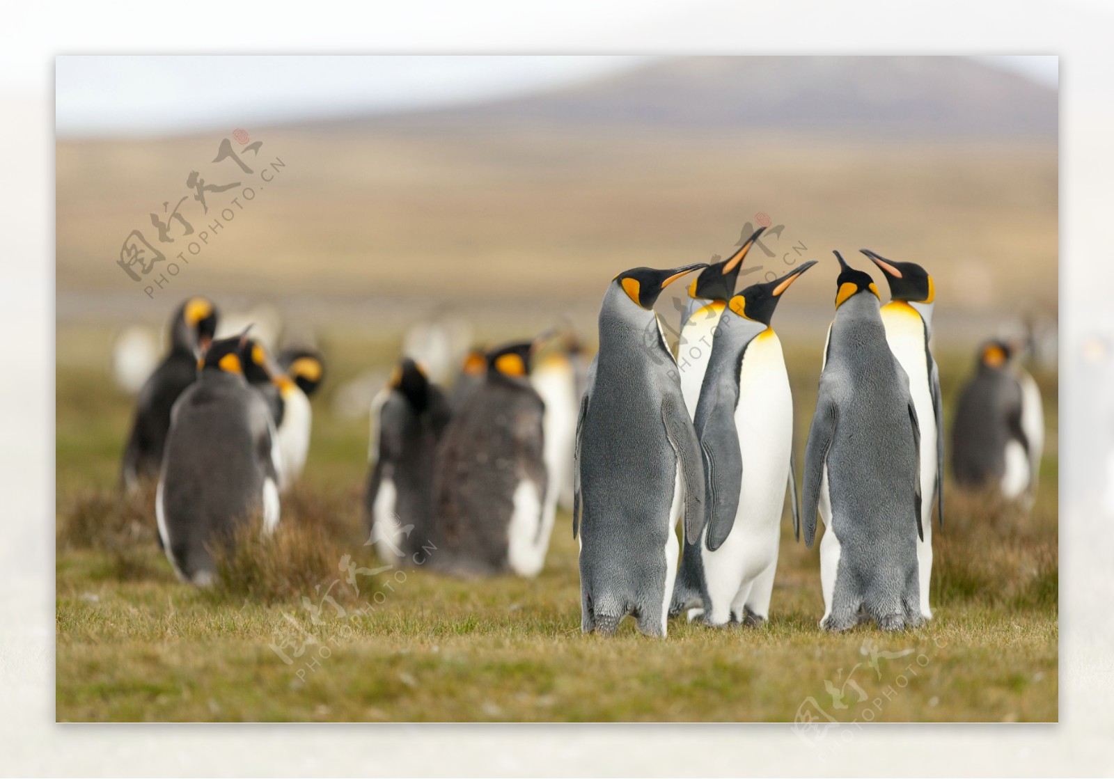 草地上的企鹅图片