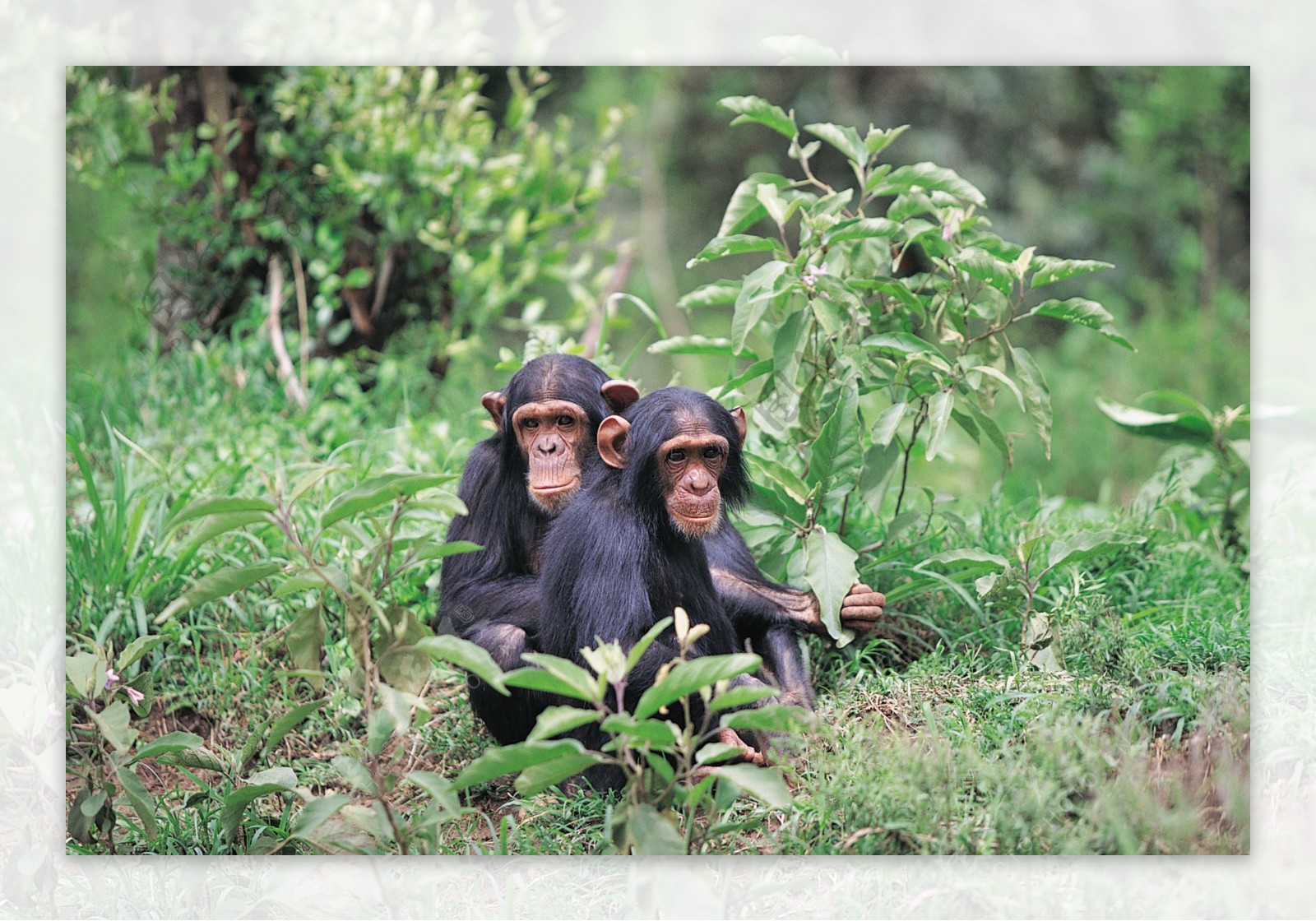 两只相互依偎的猩猩图片