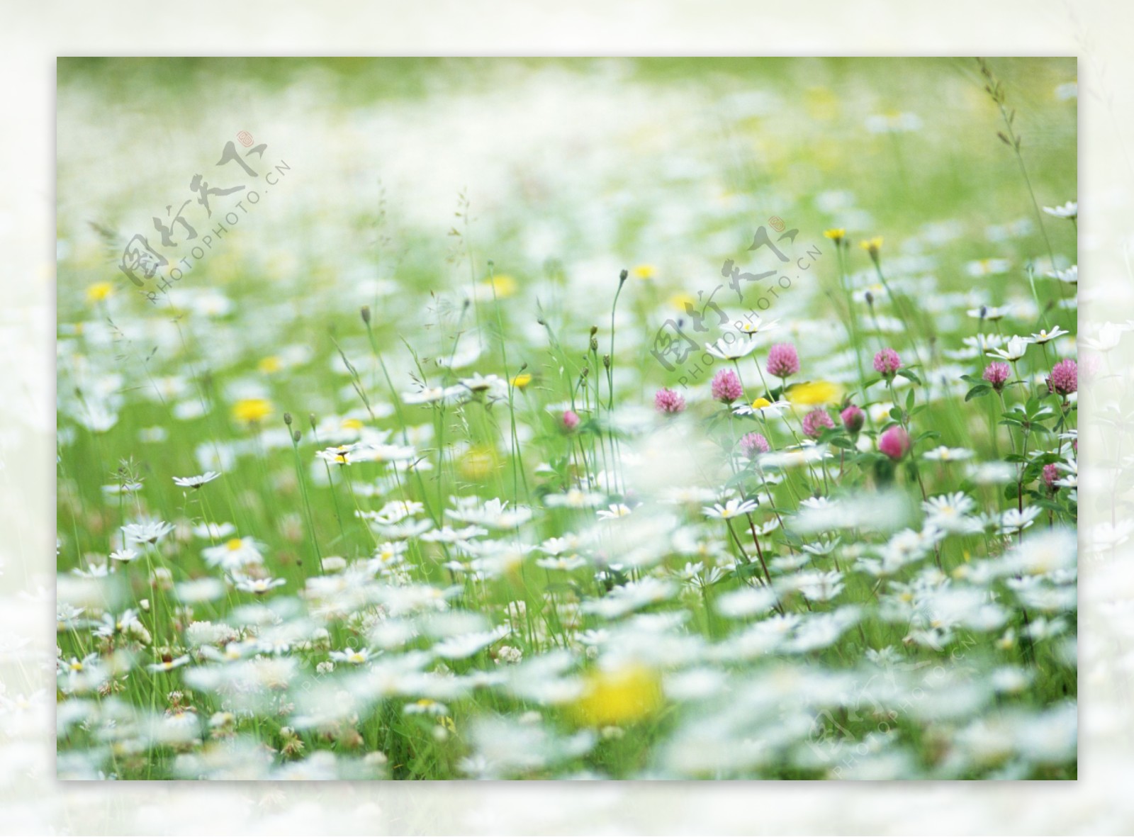 盛开的野菊花图片