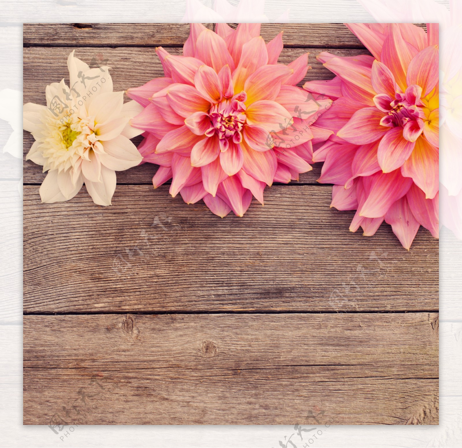 木板上的粉菊花