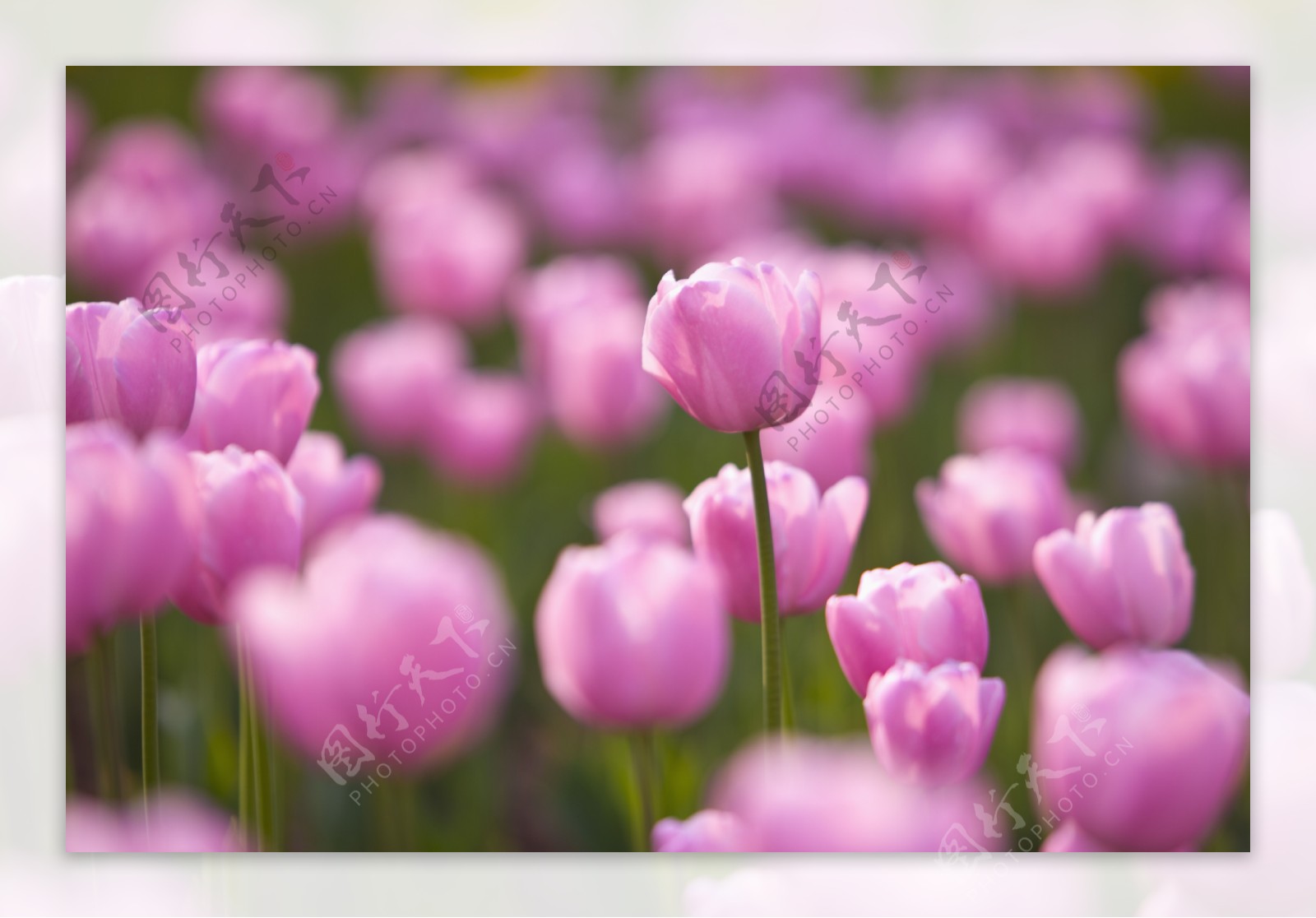 浅紫色郁金香花朵图片图片