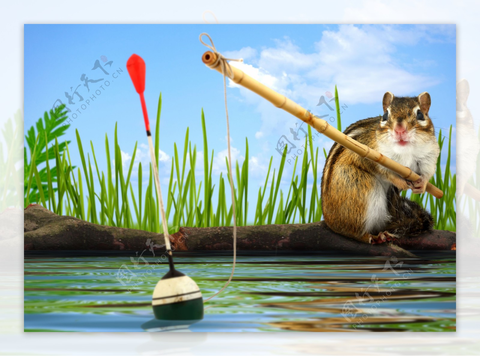 钓鱼的松鼠图片
