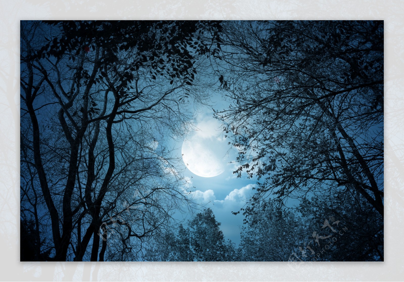 森林月夜景色素材图图片