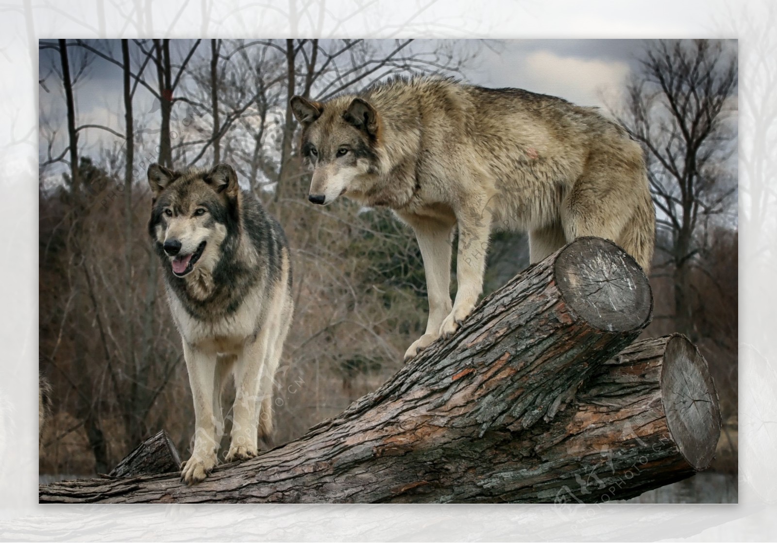 树桩上的狼图片