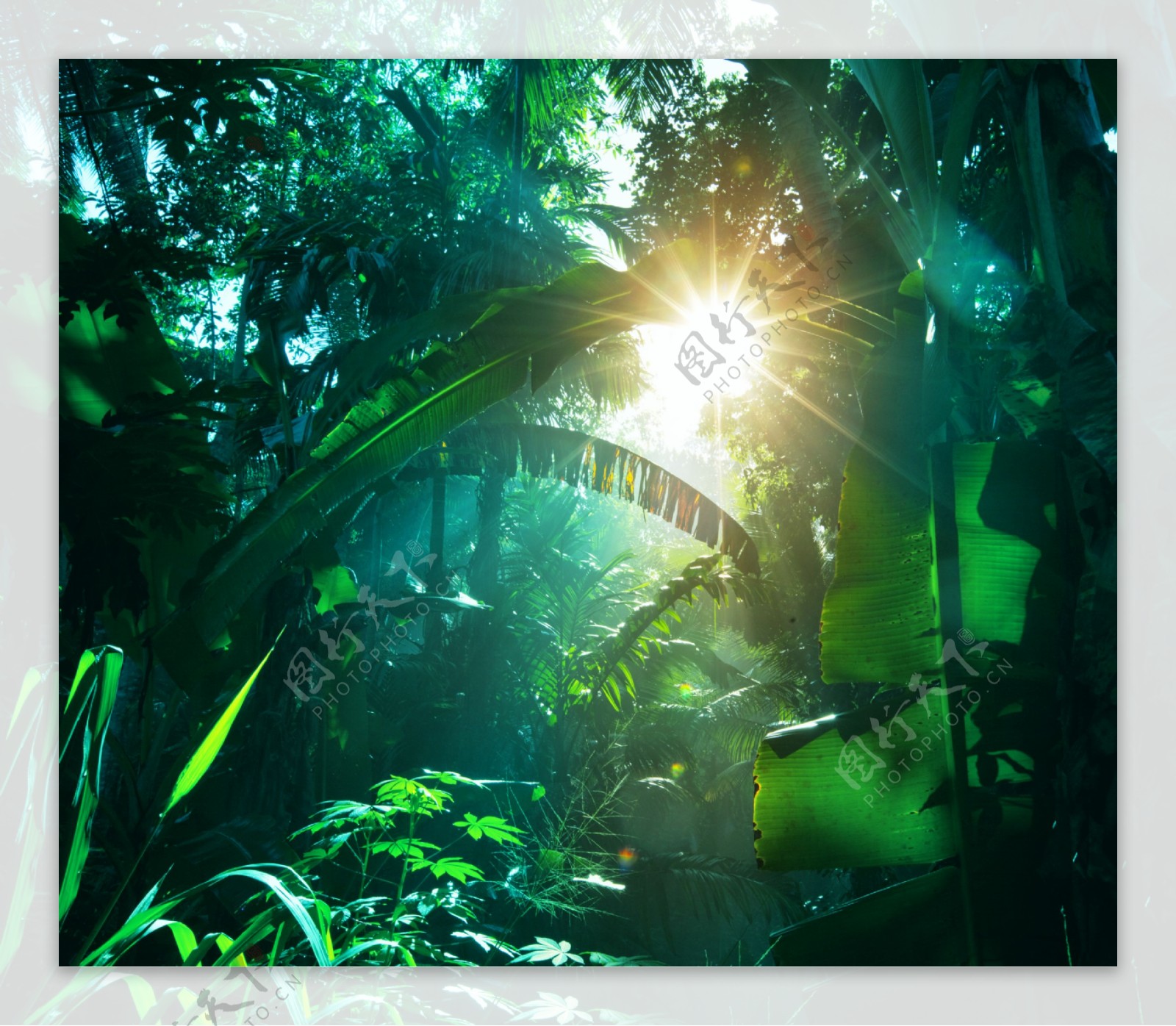 热带植物风景图片