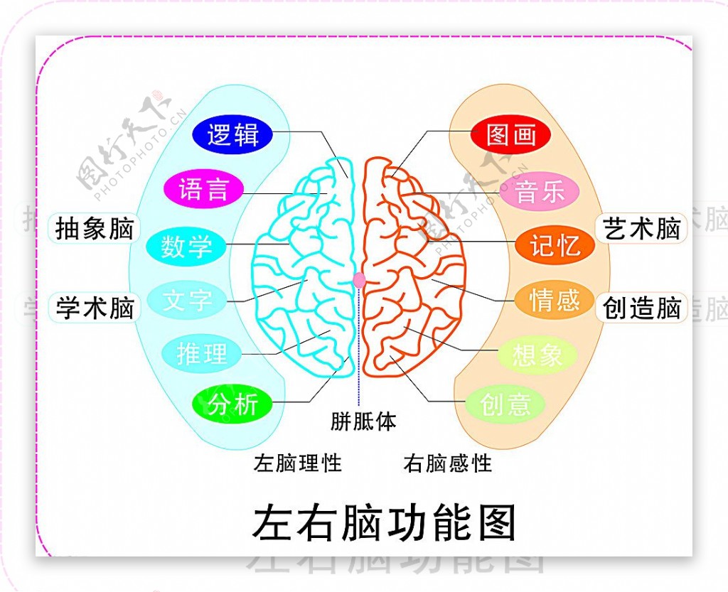 大脑图图片