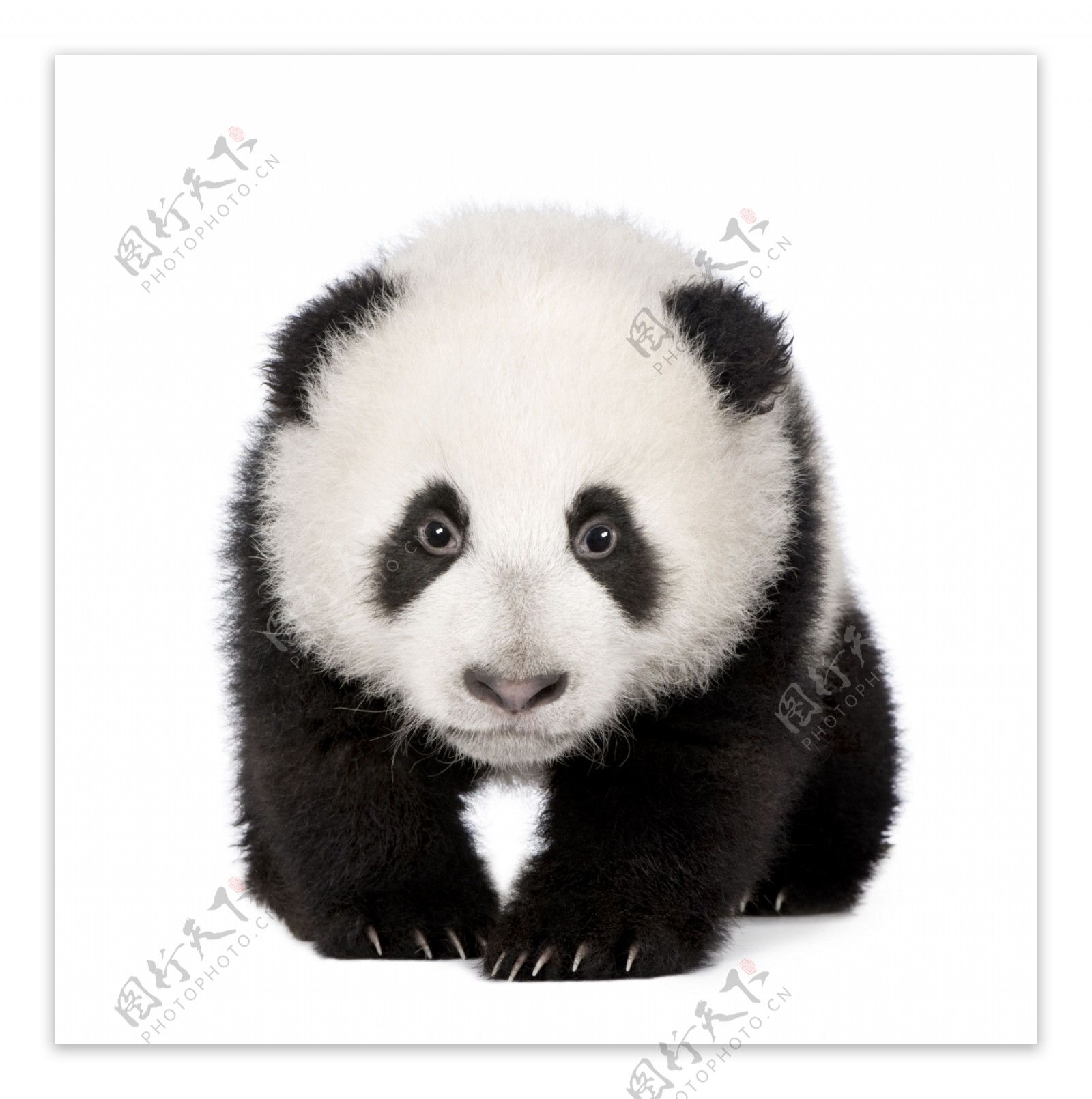 国宝熊猫素材图片