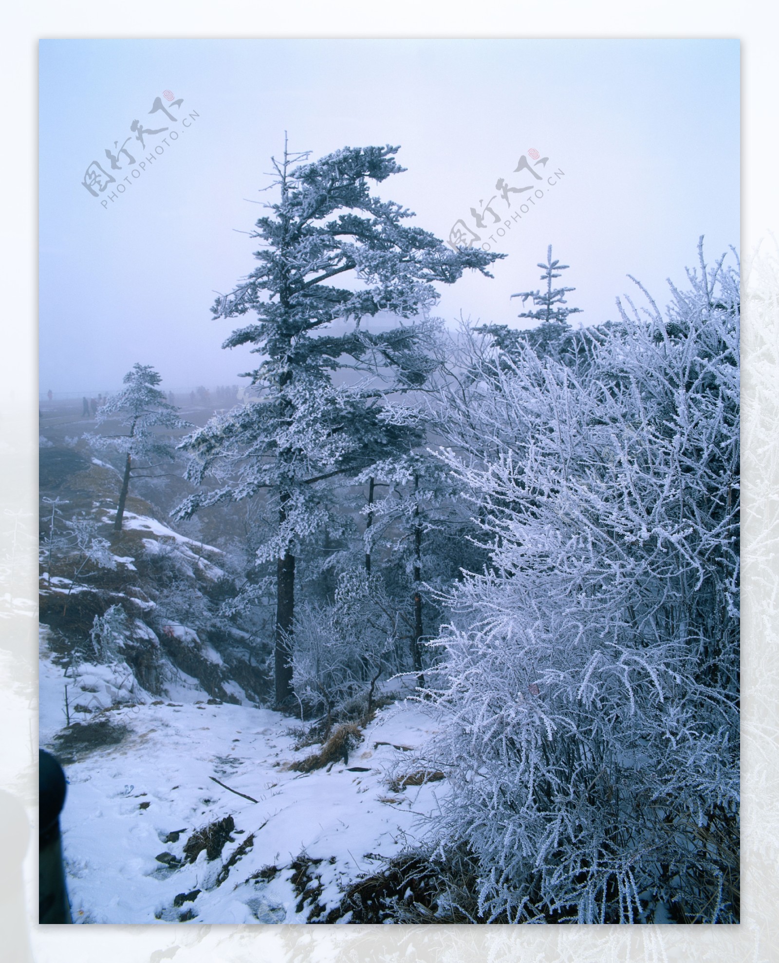 雪山树木景色图片