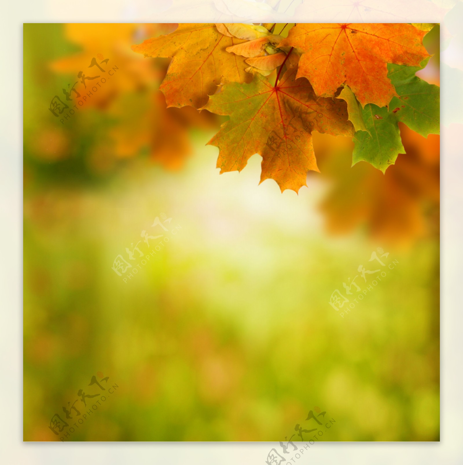 秋天枫叶背景素材图片