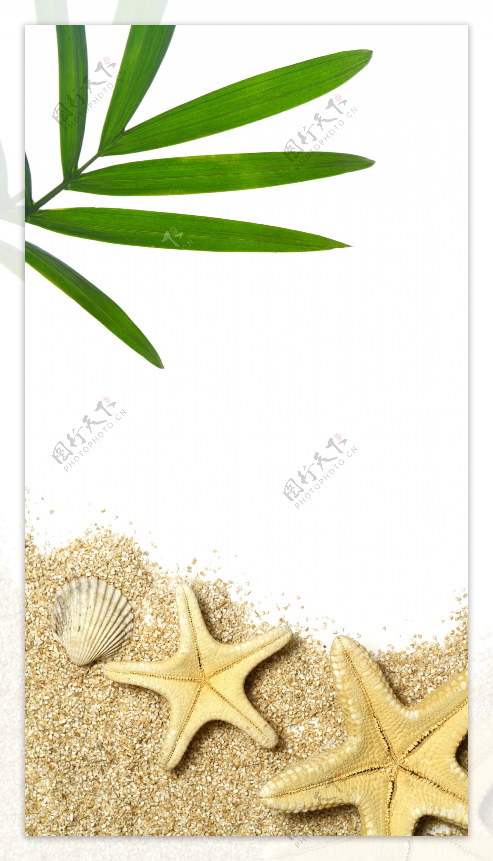 海滩上的海星与贝壳图片