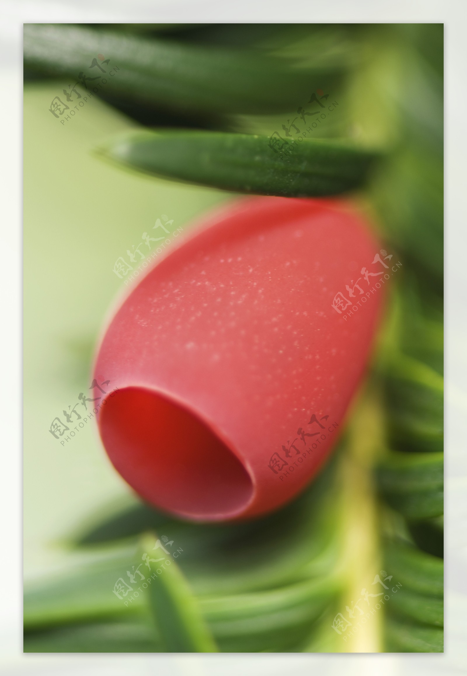 红色花卉植物图片