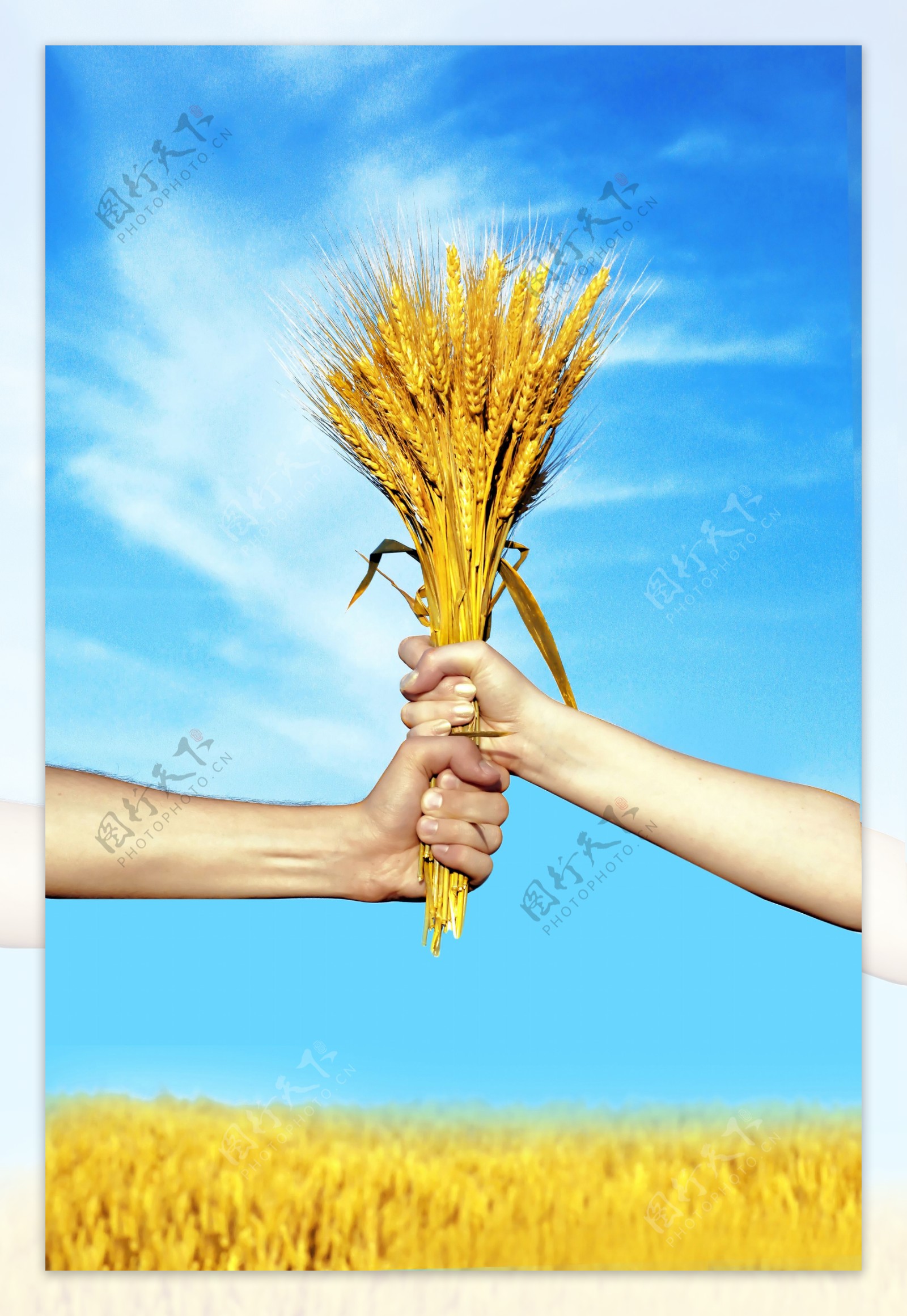 麦穗与麦田风景图片