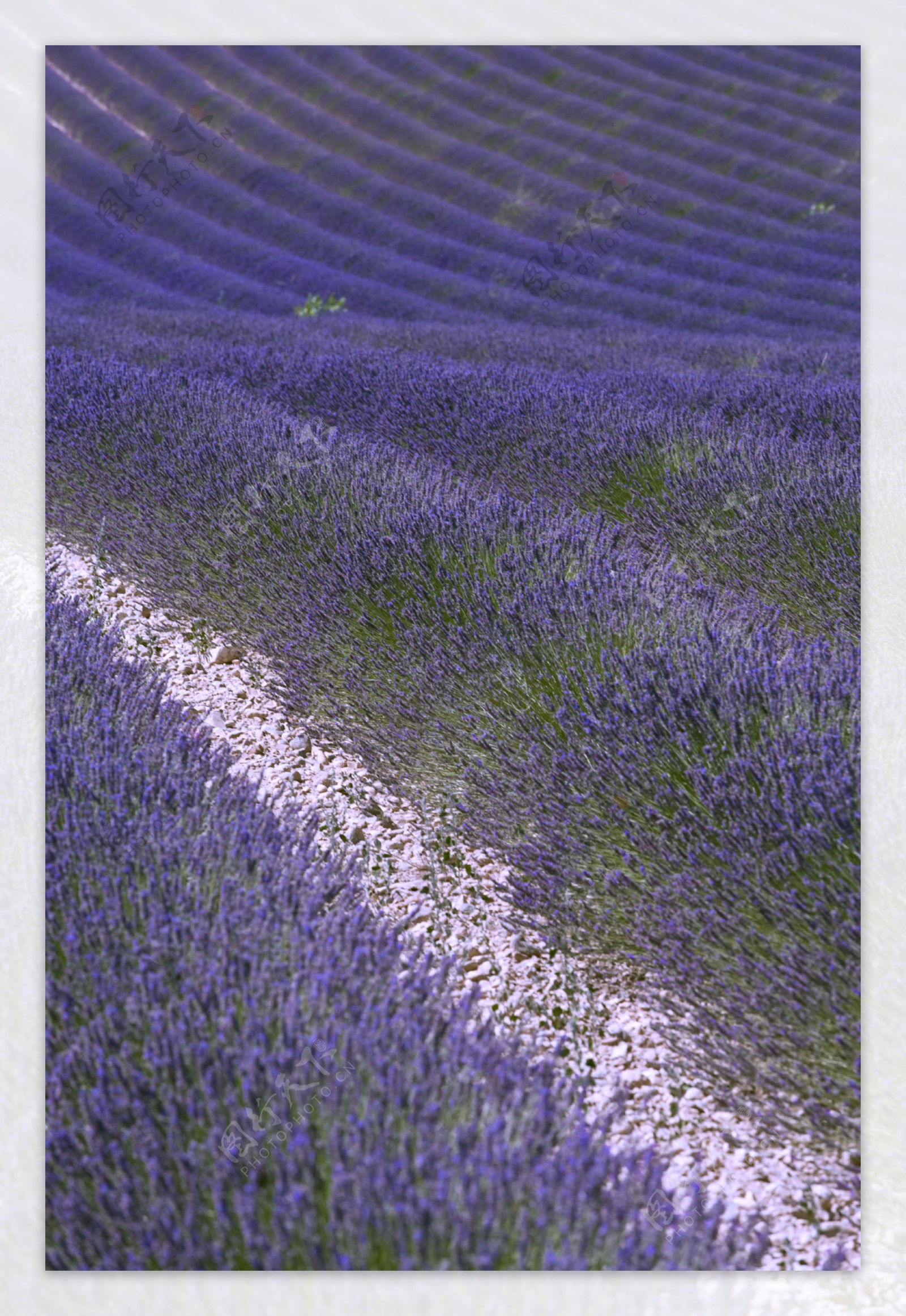 浪漫的紫蓝色薰衣草海洋图片图片