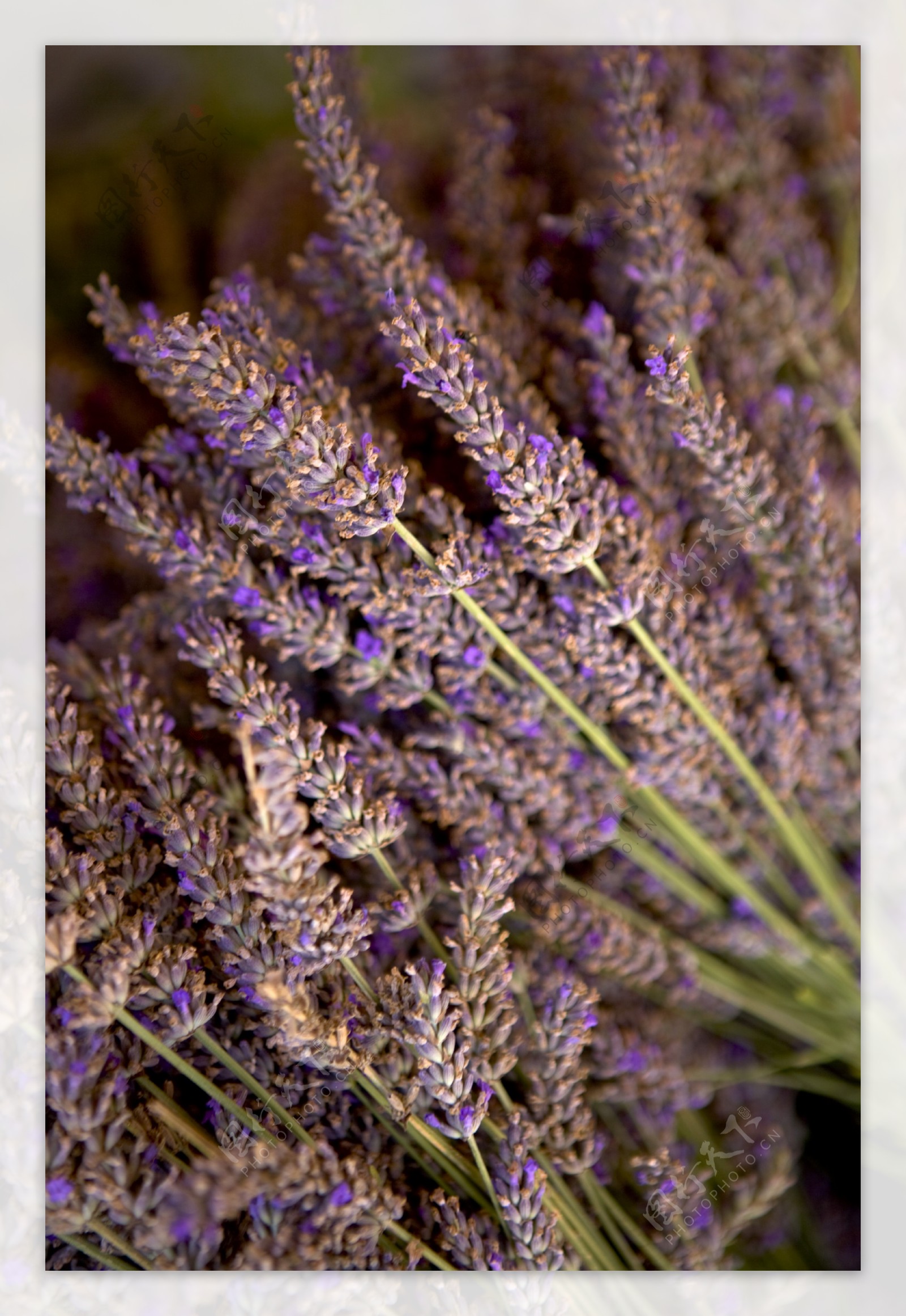 丰收的紫色薰衣草花花束图片图片