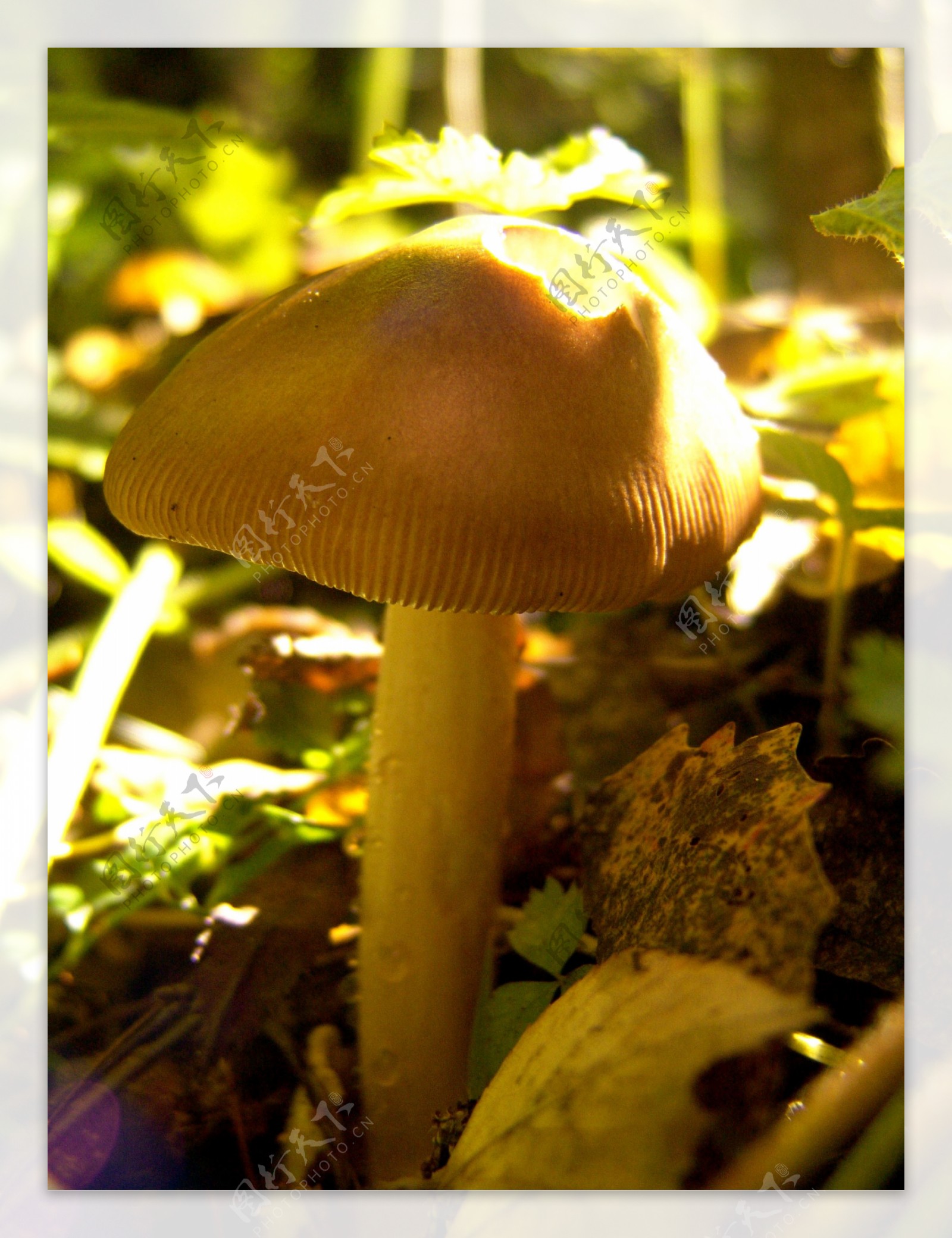 秋天树林里的磨菇与落叶图片