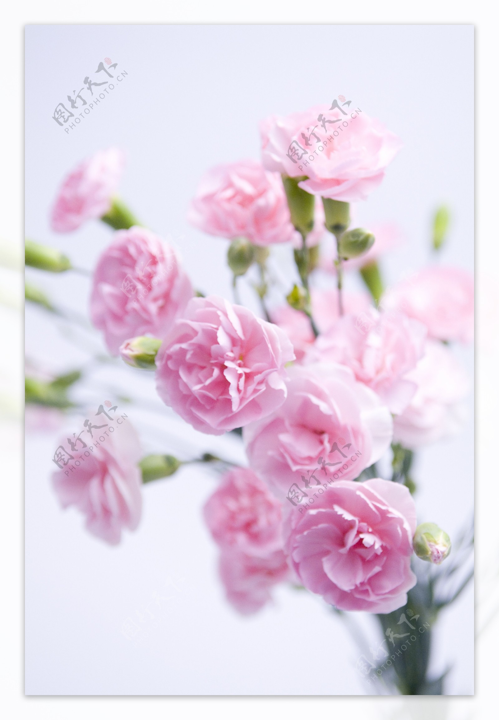 粉红色康乃馨图片