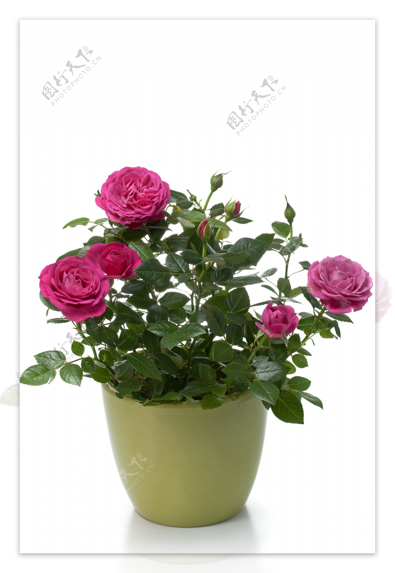 玫瑰花卉盆栽图片
