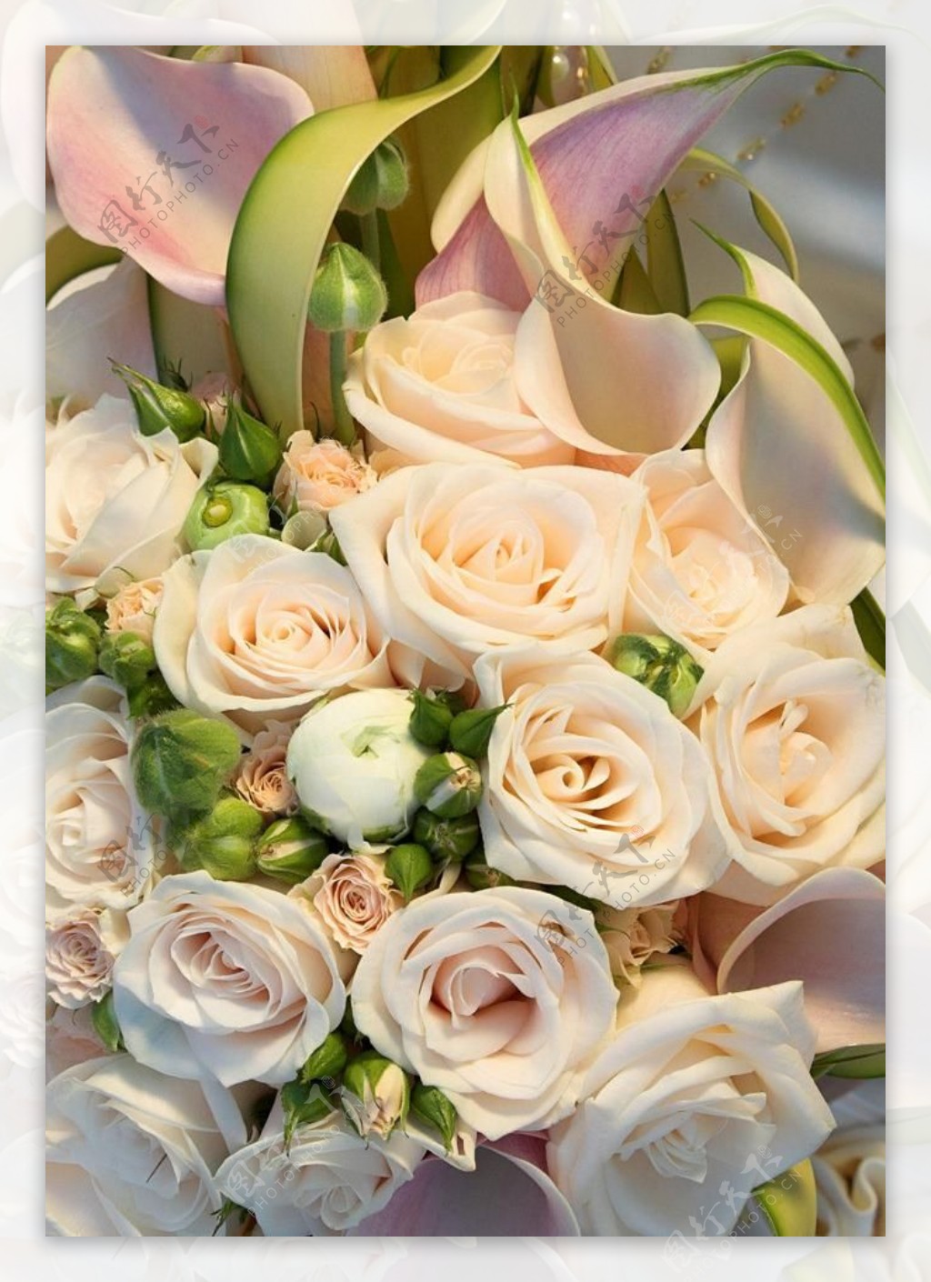 白色玫瑰花卉图片