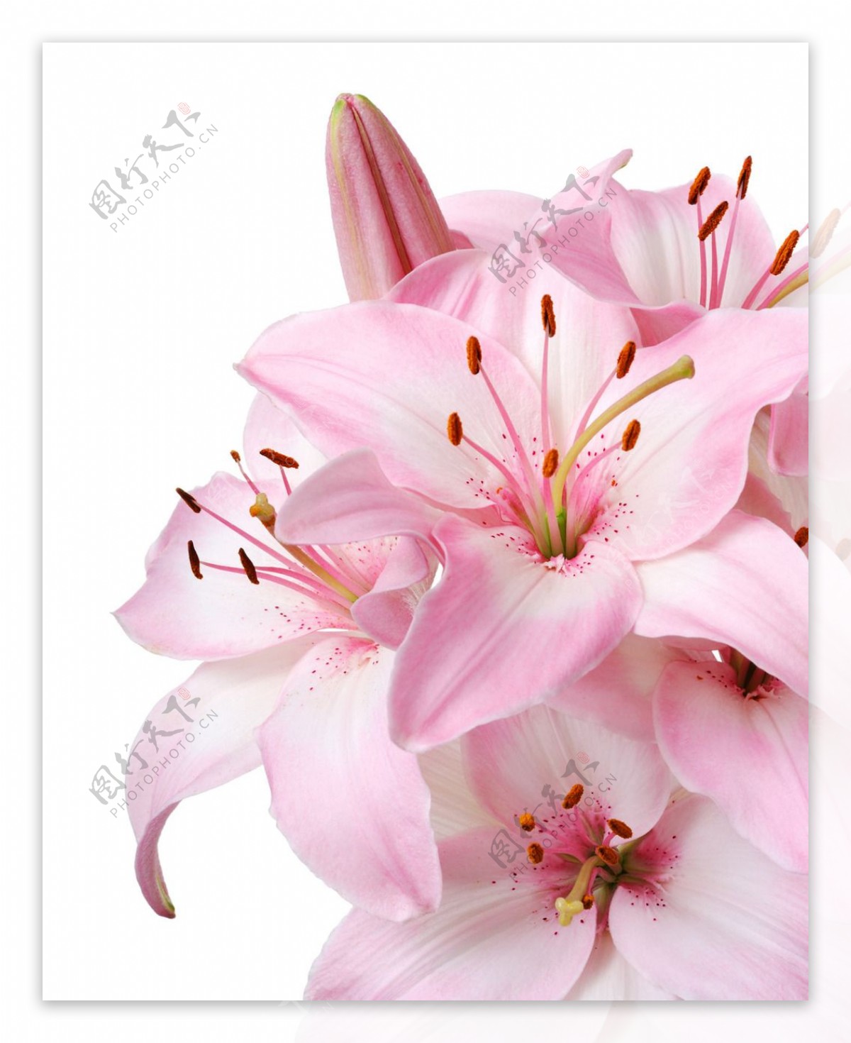 美丽的粉色百合花图片素材-编号24707850-图行天下