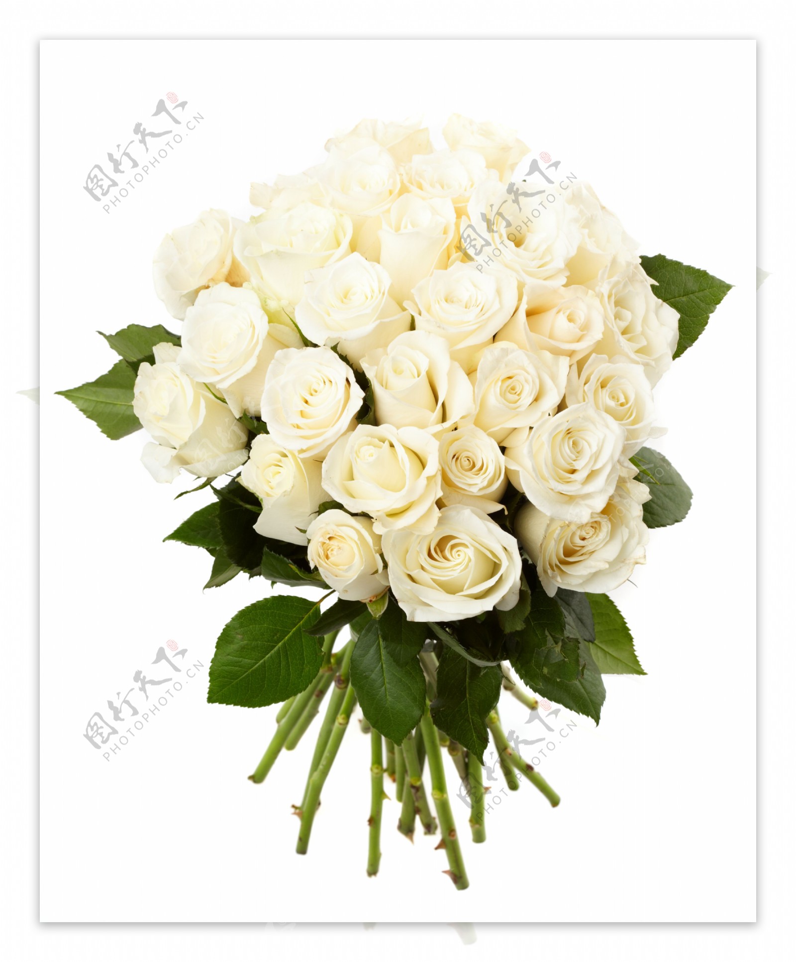 浪漫白色玫瑰花图片