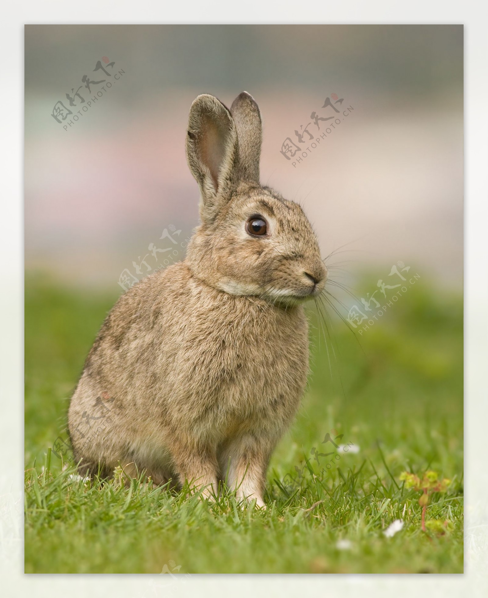 草地上的灰兔图片