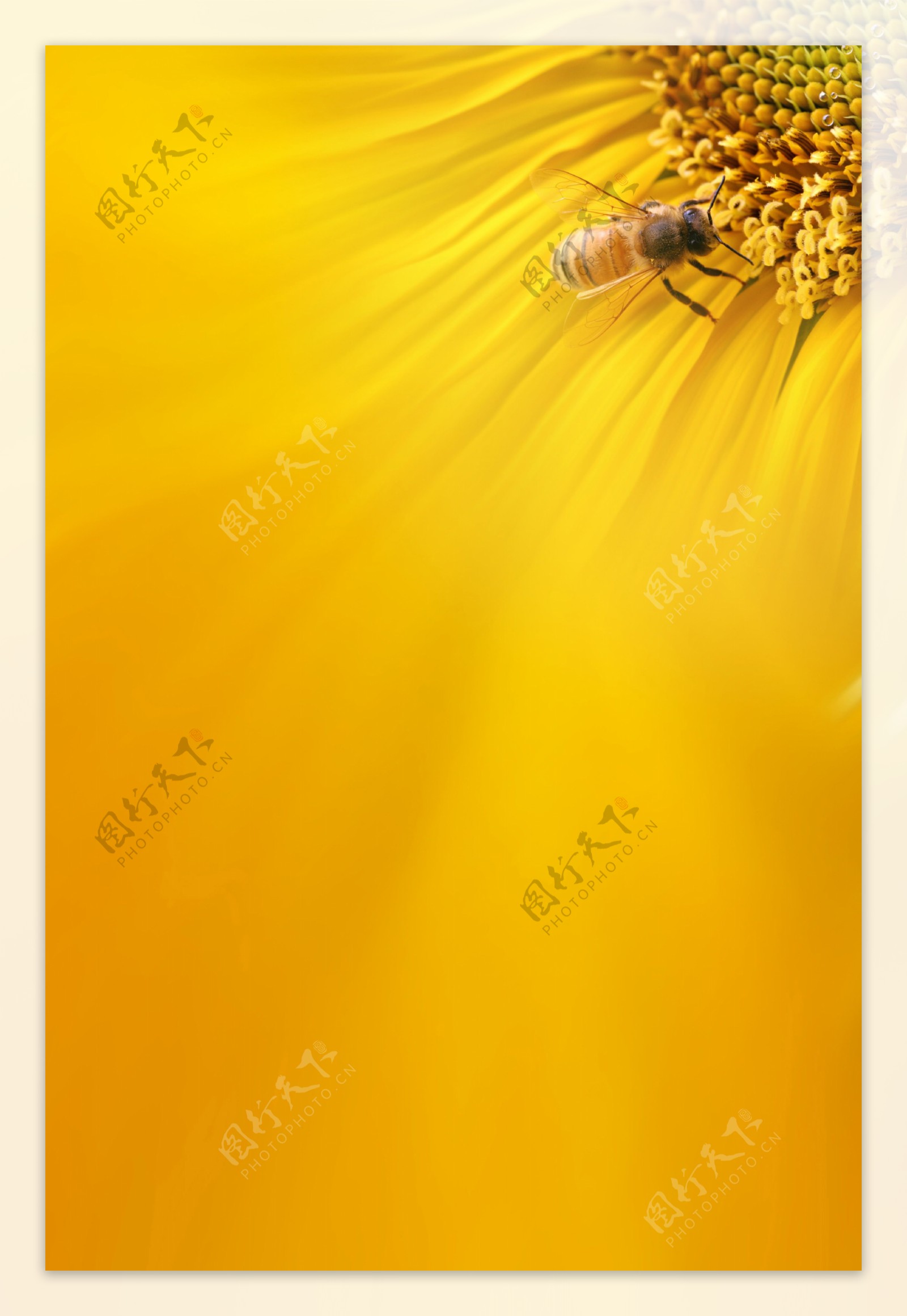 黄色蜜蜂采蜜图片
