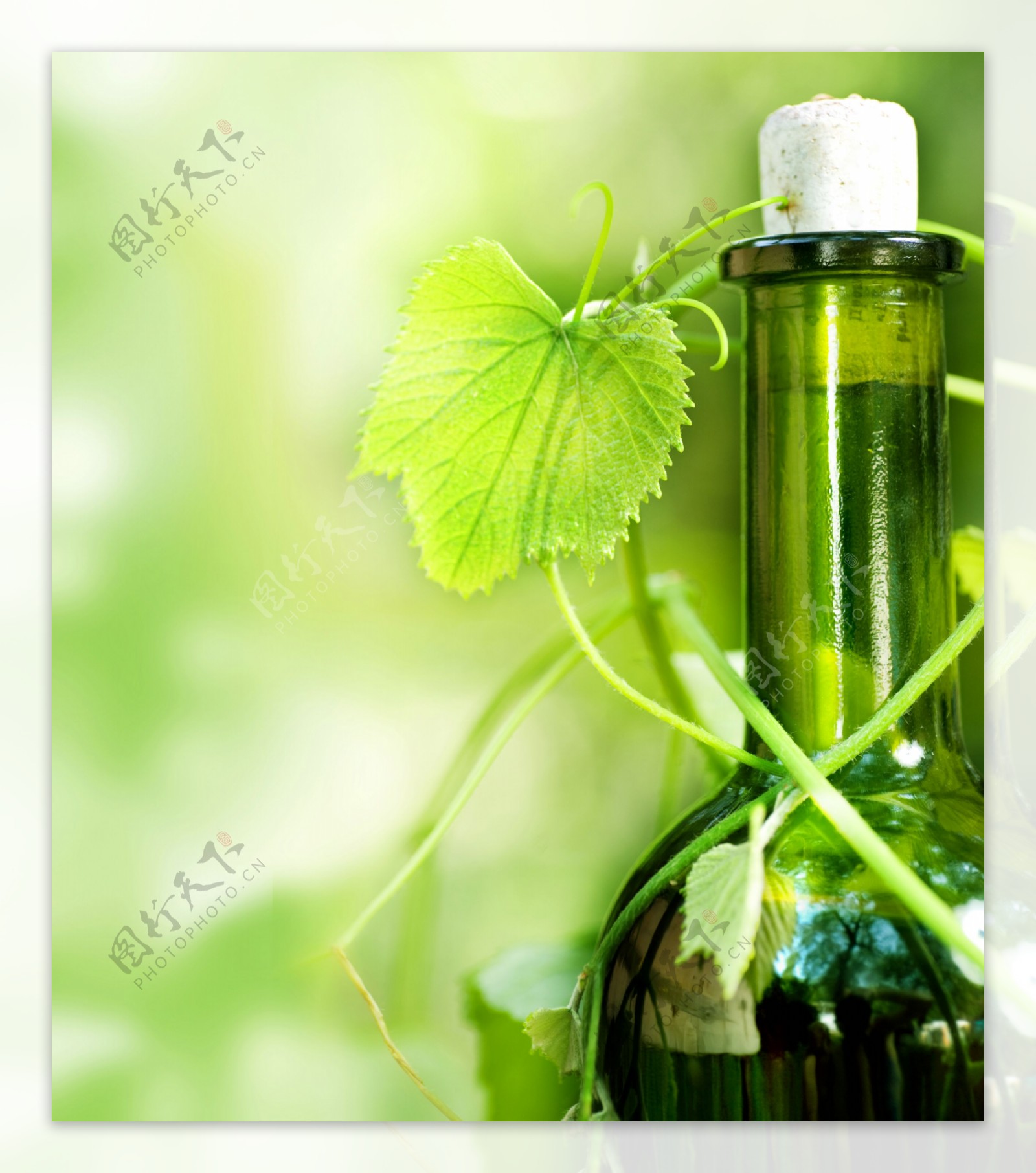 葡萄叶茎缭绕的酒瓶图片