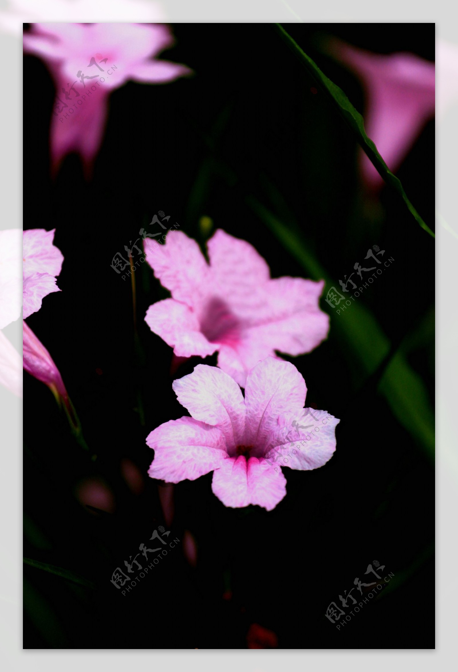 紫叶芦莉草