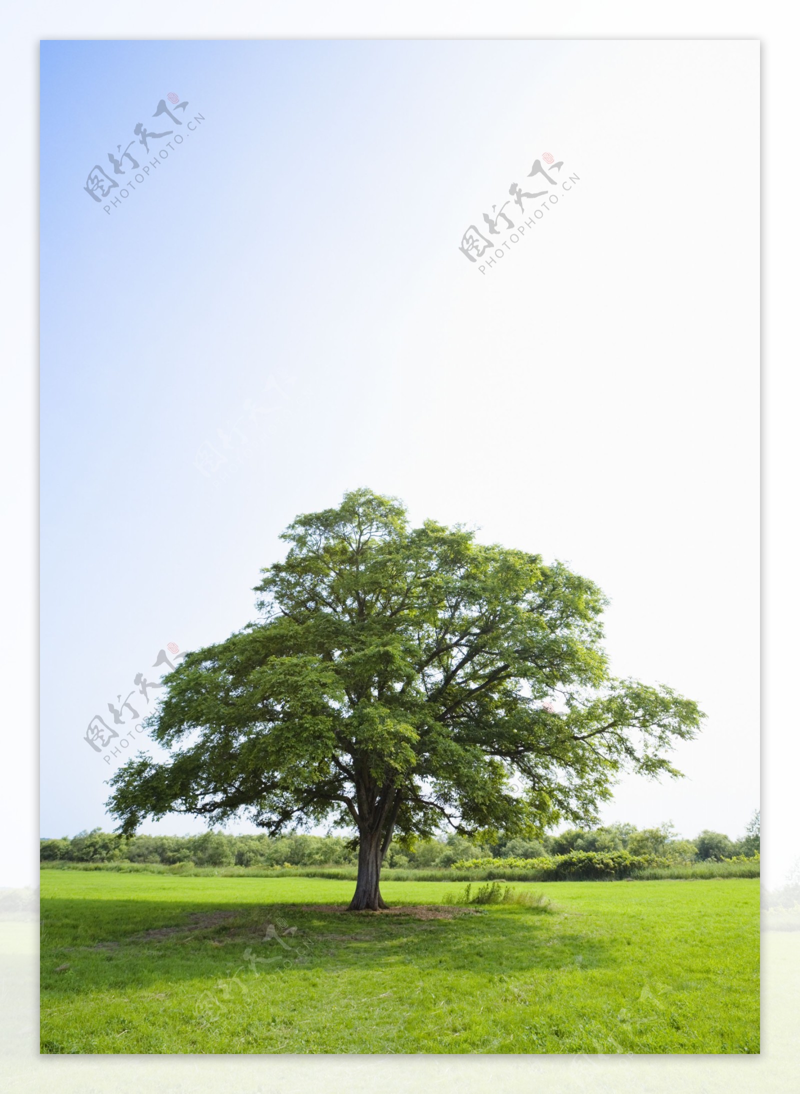草原上的一棵大树高清摄影
