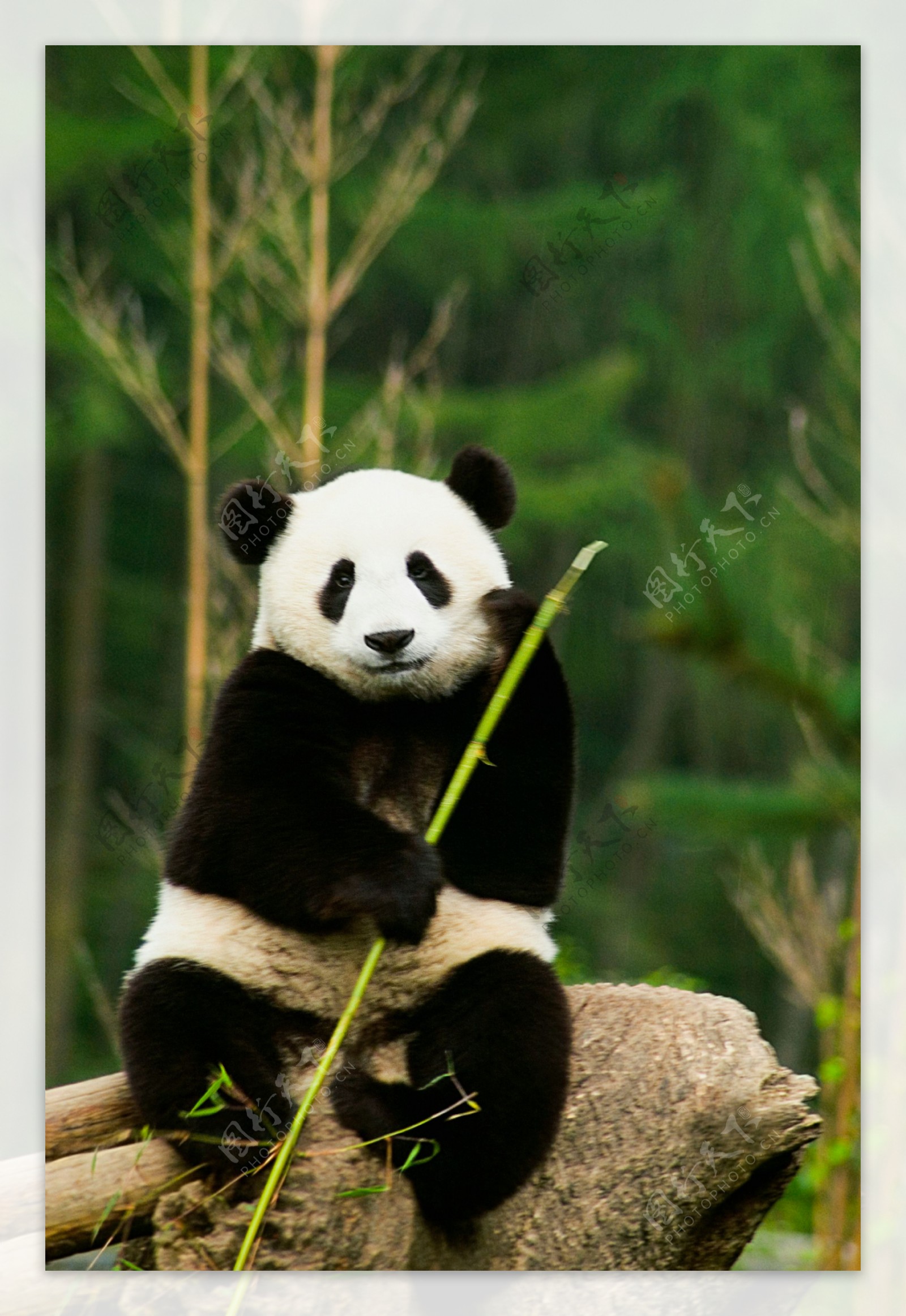 思考中的国宝熊猫图片