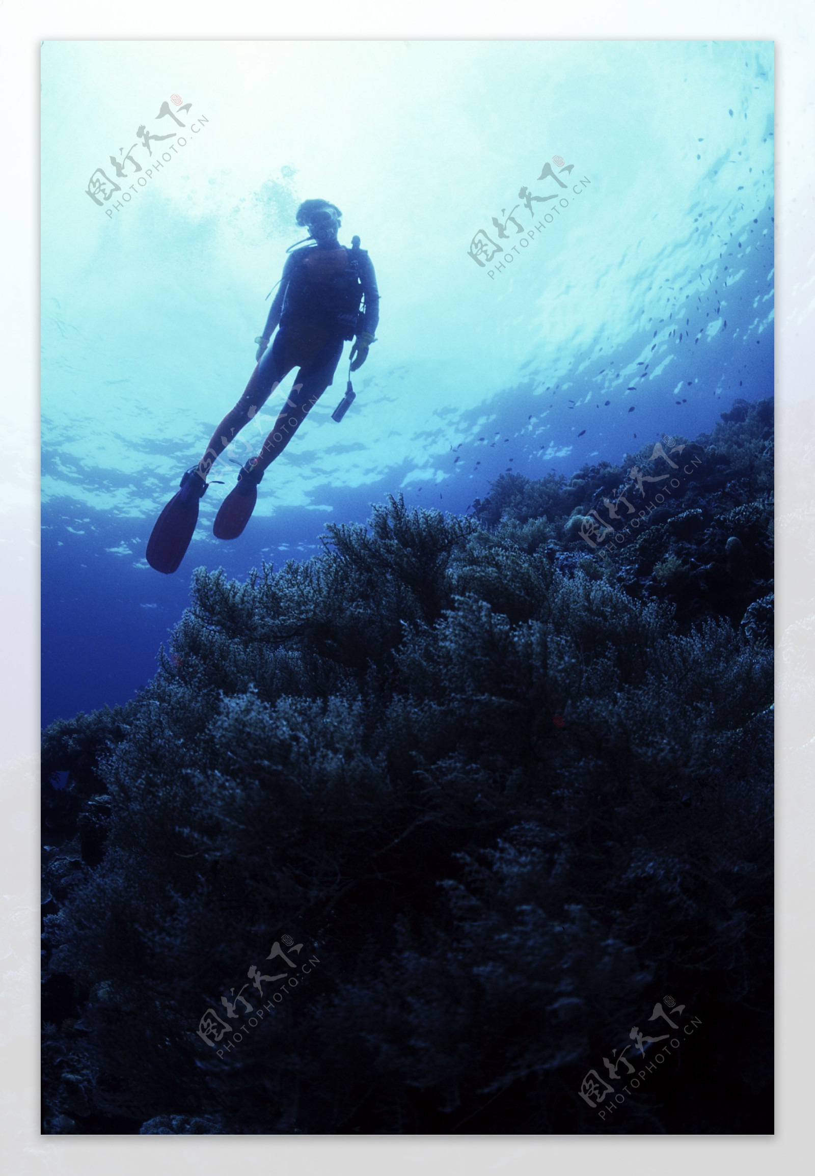 海底生物与潜水人员图片