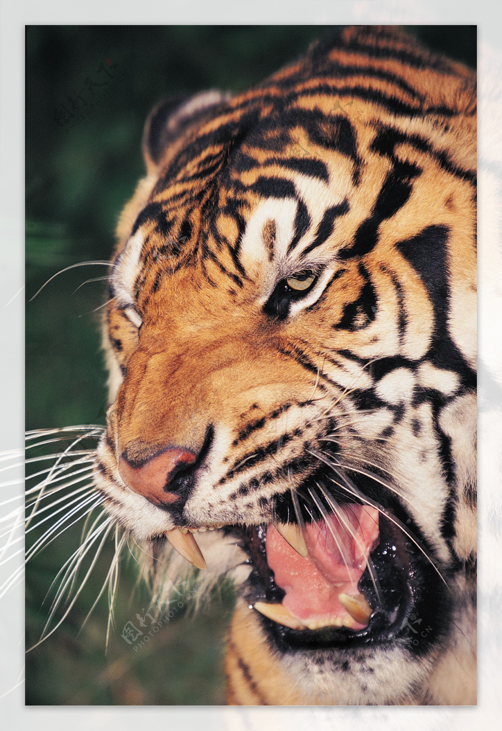 张大嘴巴的老虎