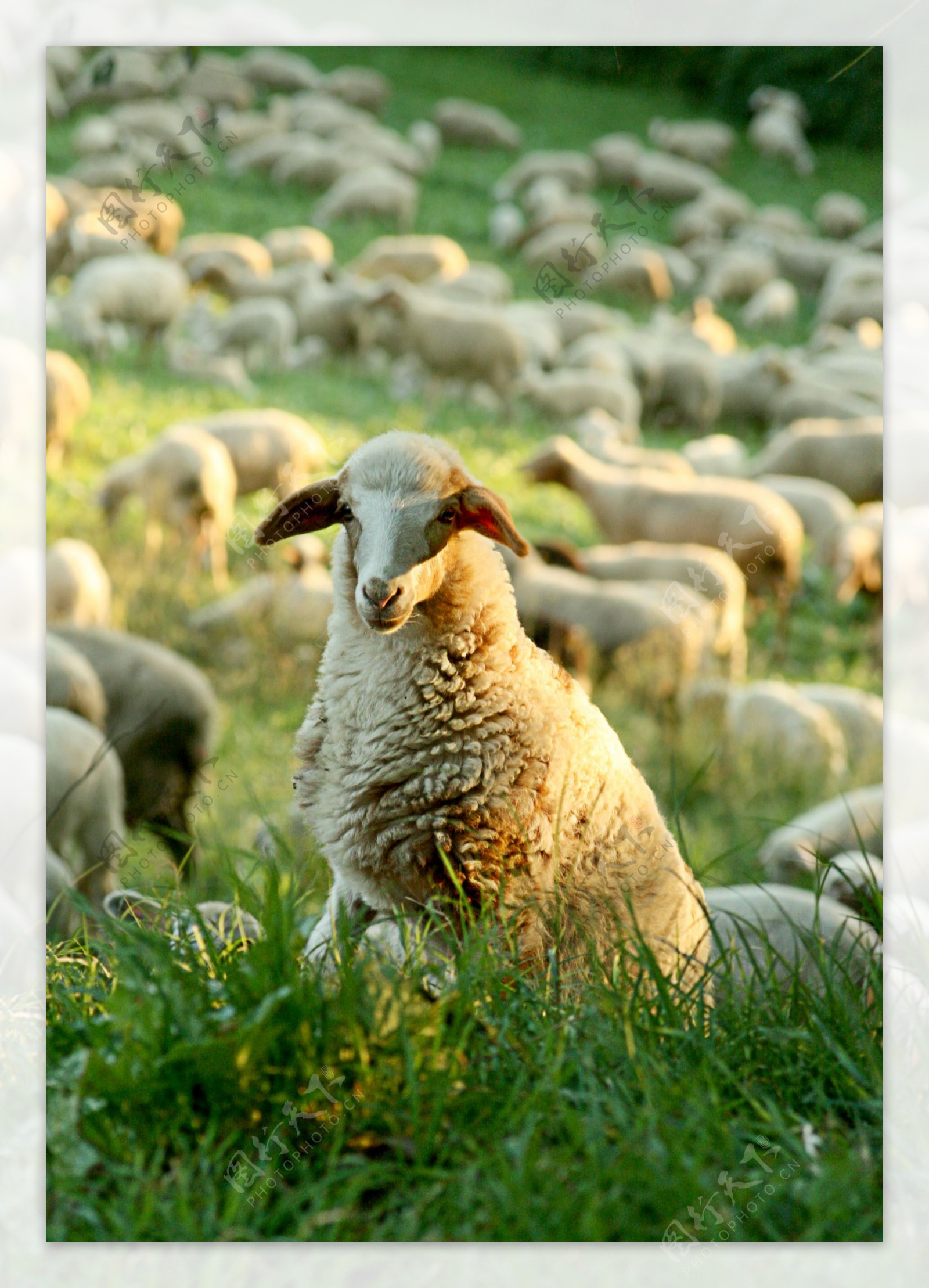 牧场羊群