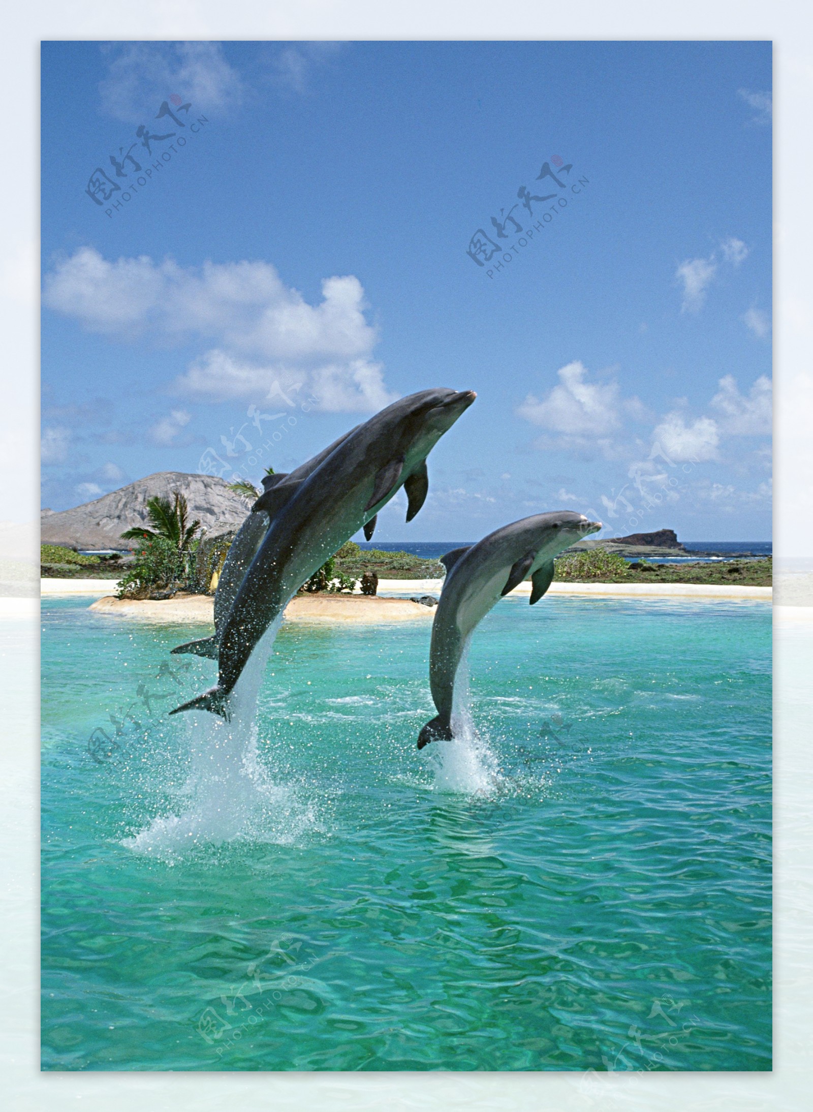 跃出水面的海豚