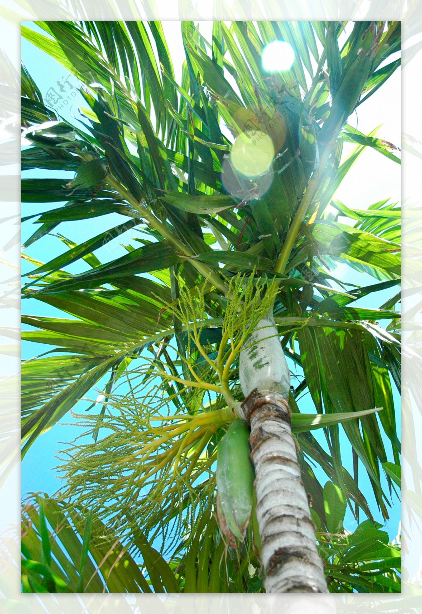 椰树特写摄影高清图片