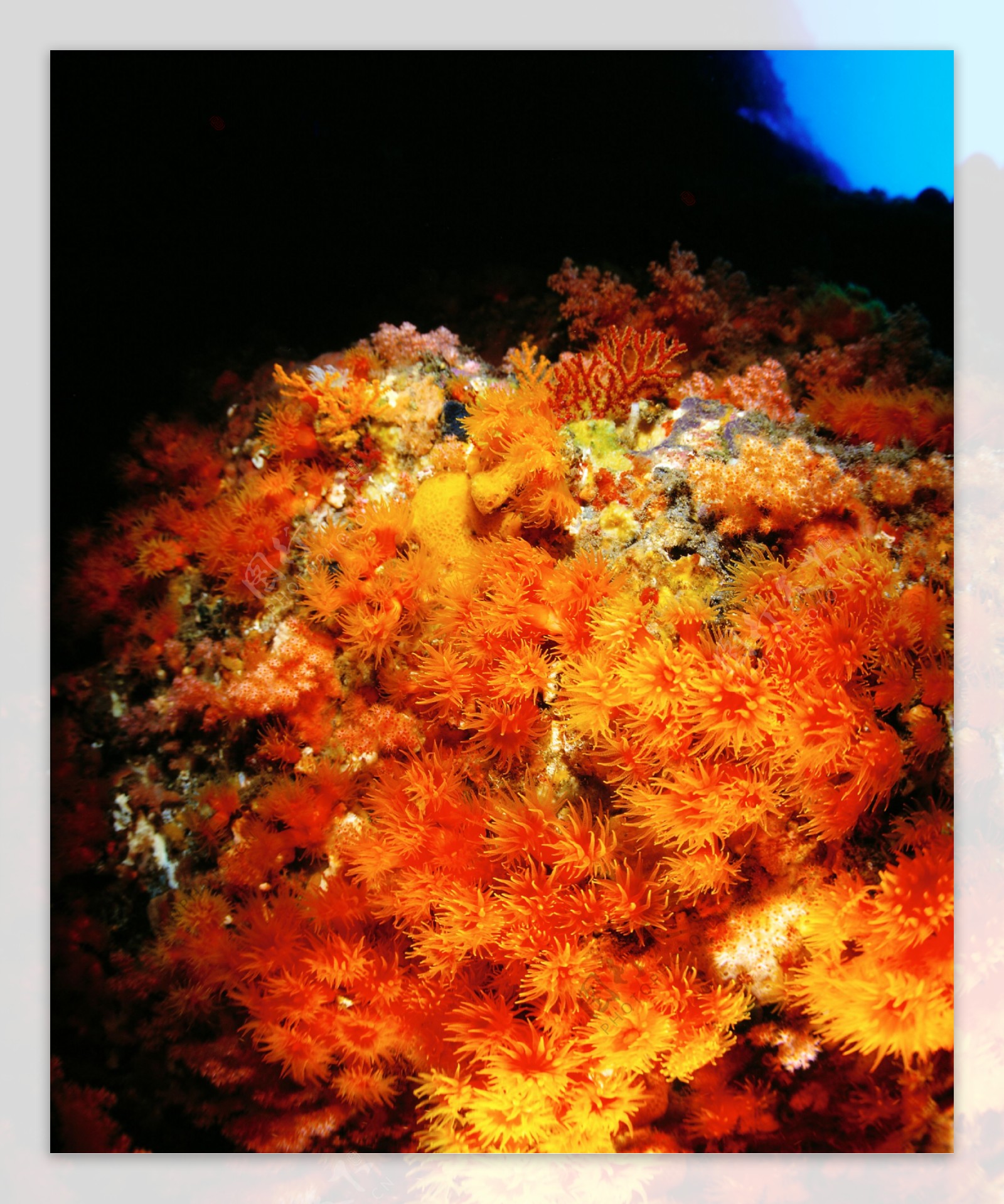 海底生物世界摄影图片