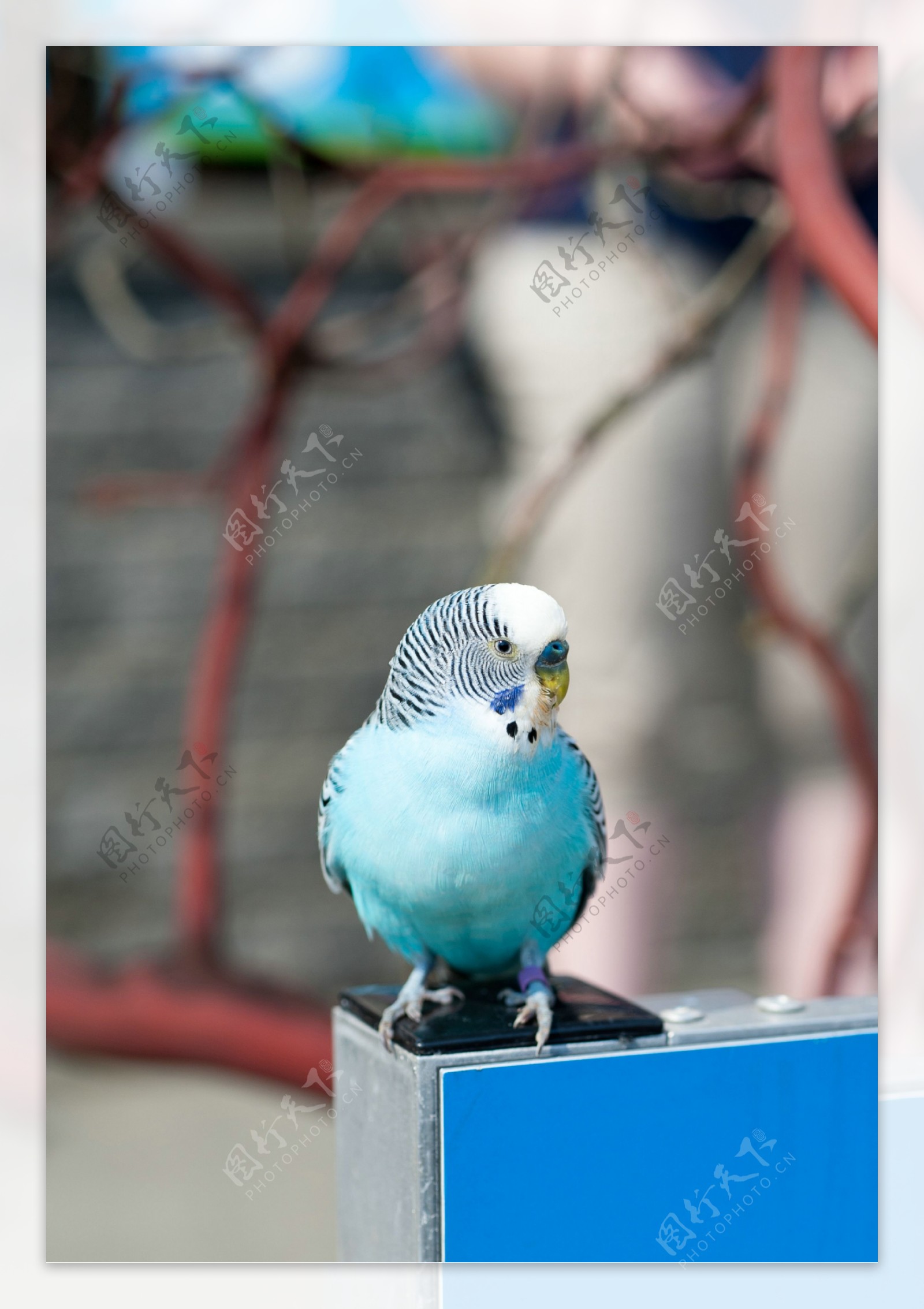 漂亮的蓝色鹦鹉