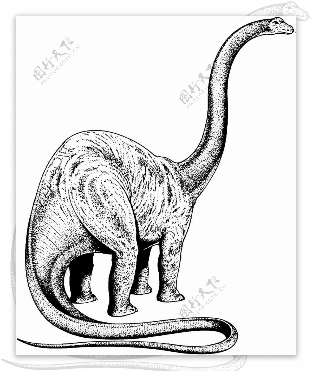 远古时代的动物恐龙手绘画动物素描